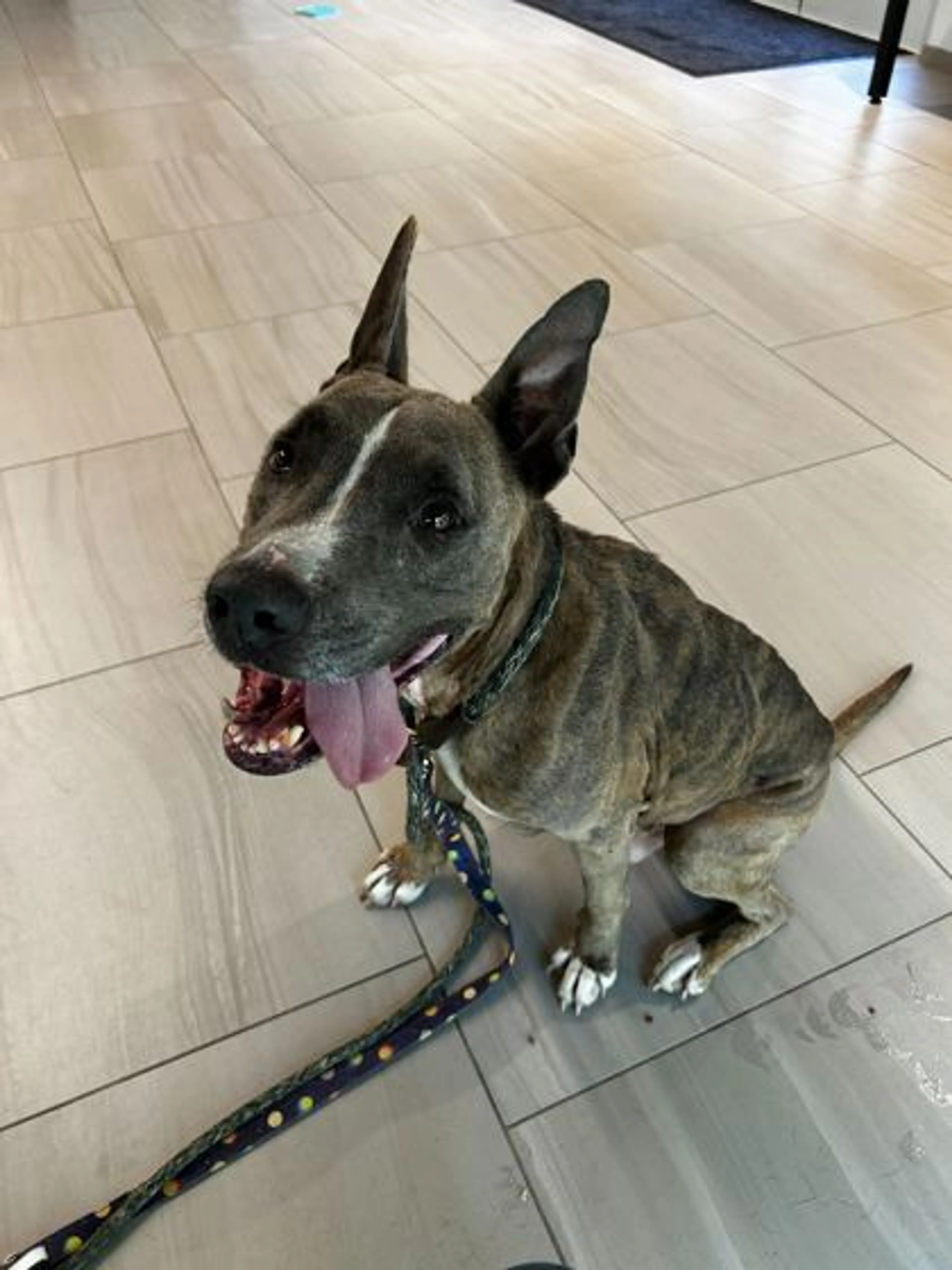Found pet-1
