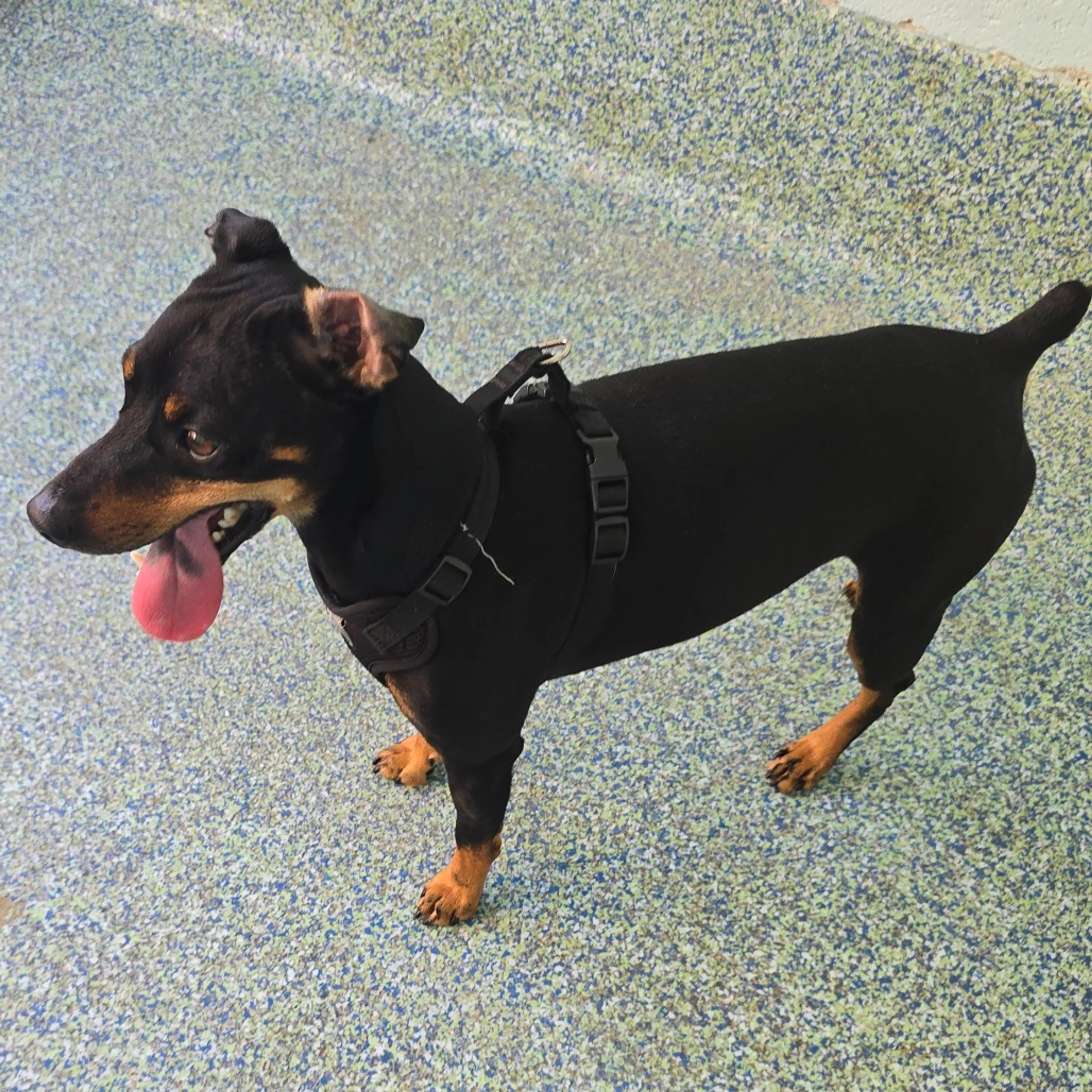 Found pet-2