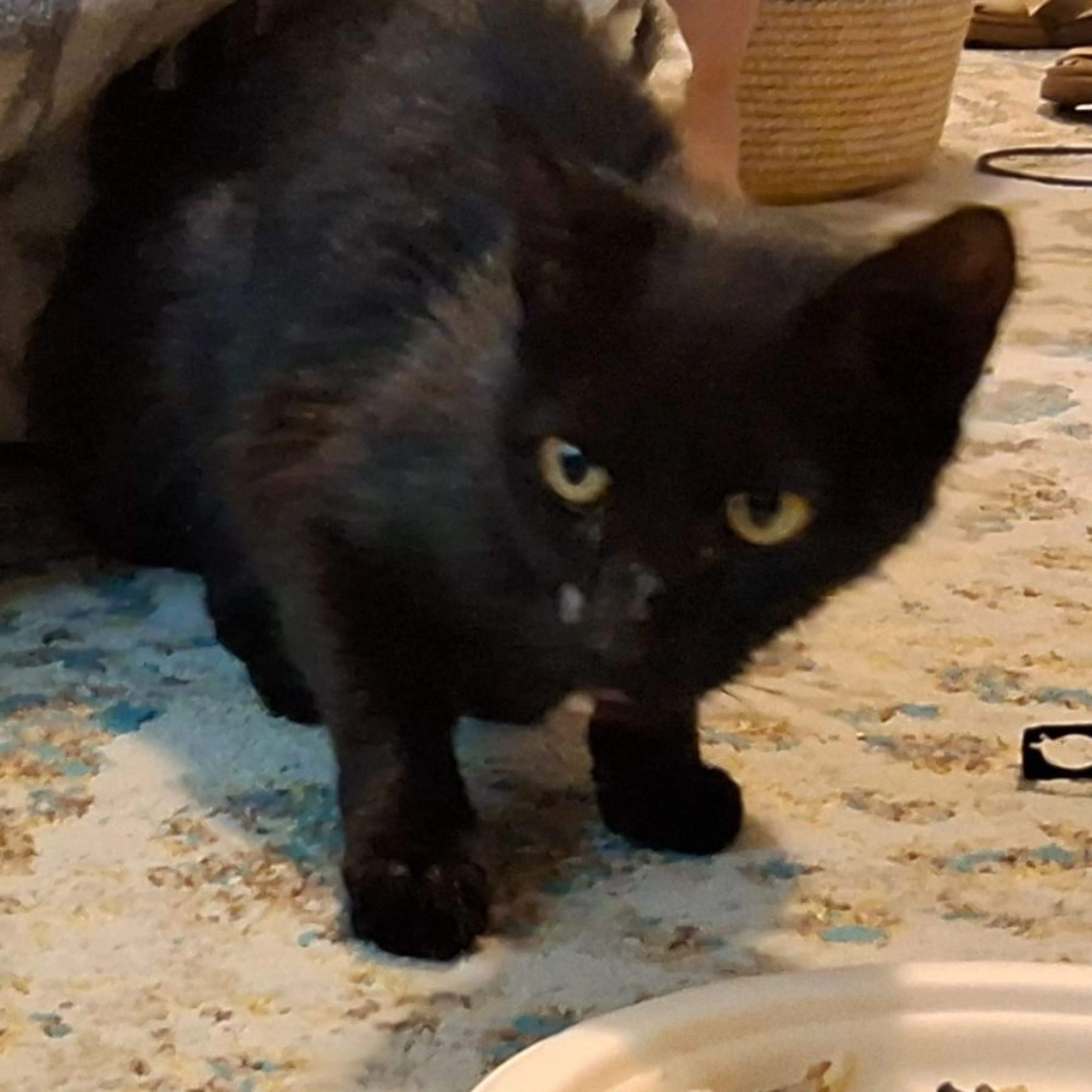 Found pet