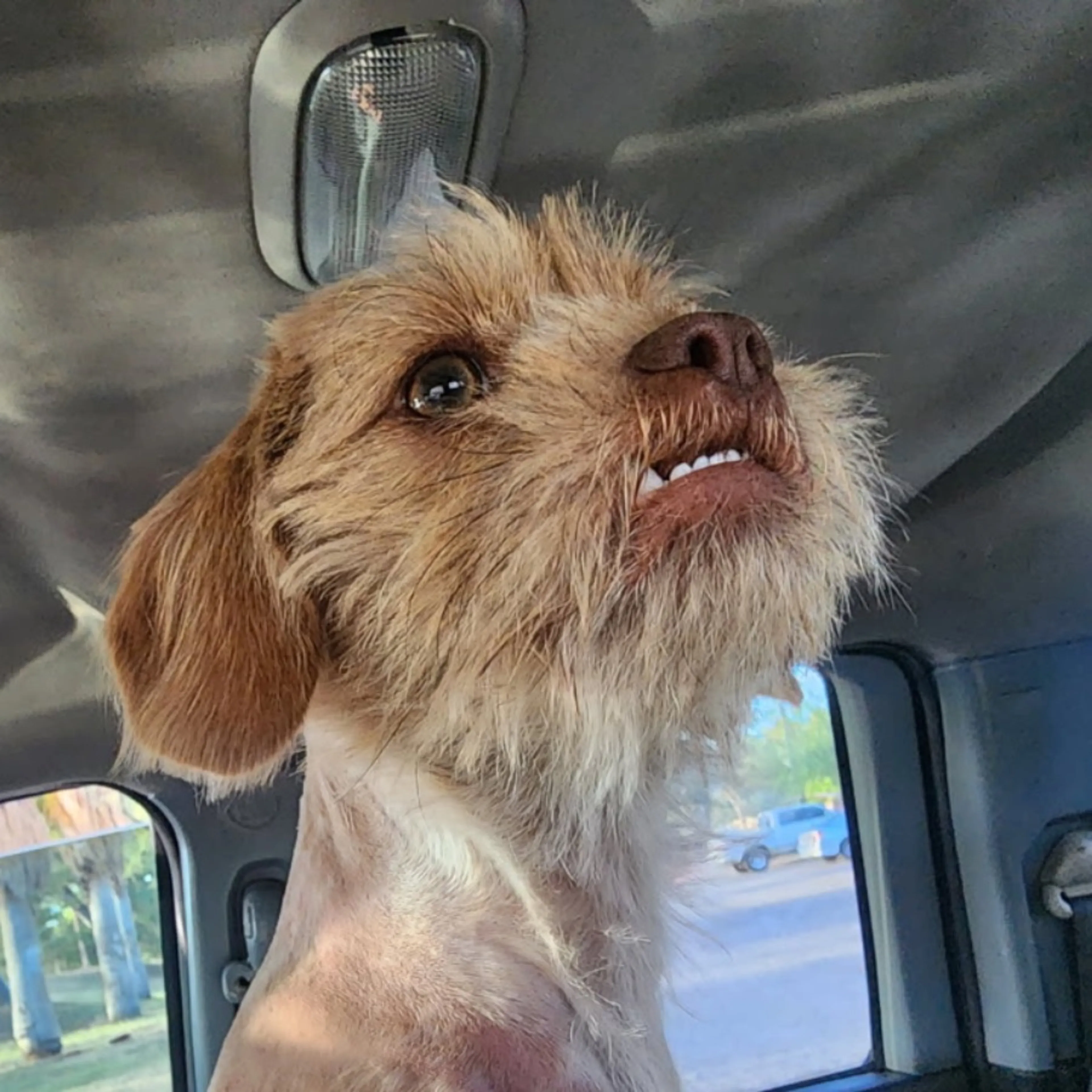 Lost pet
