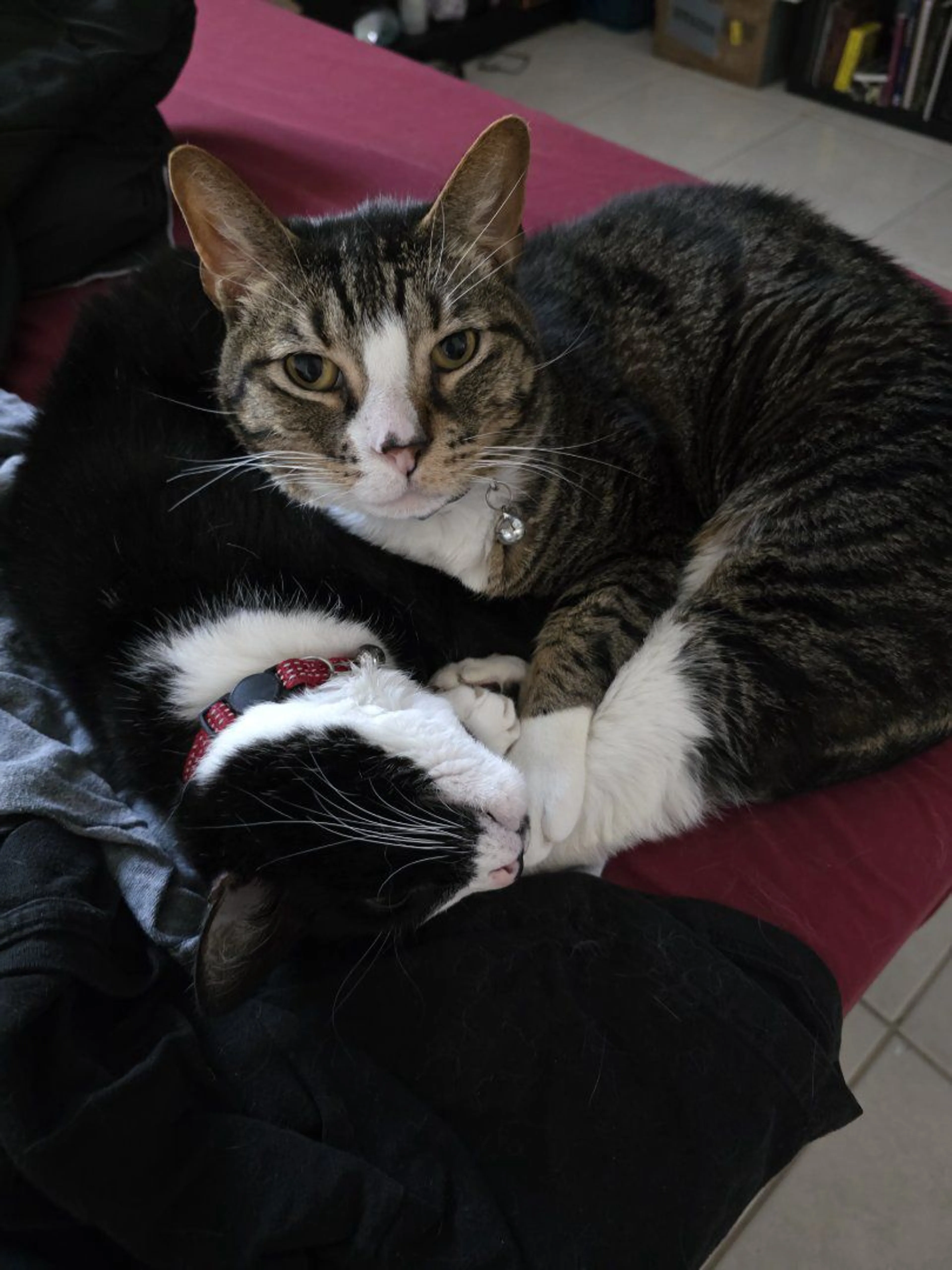 Lost pet-2