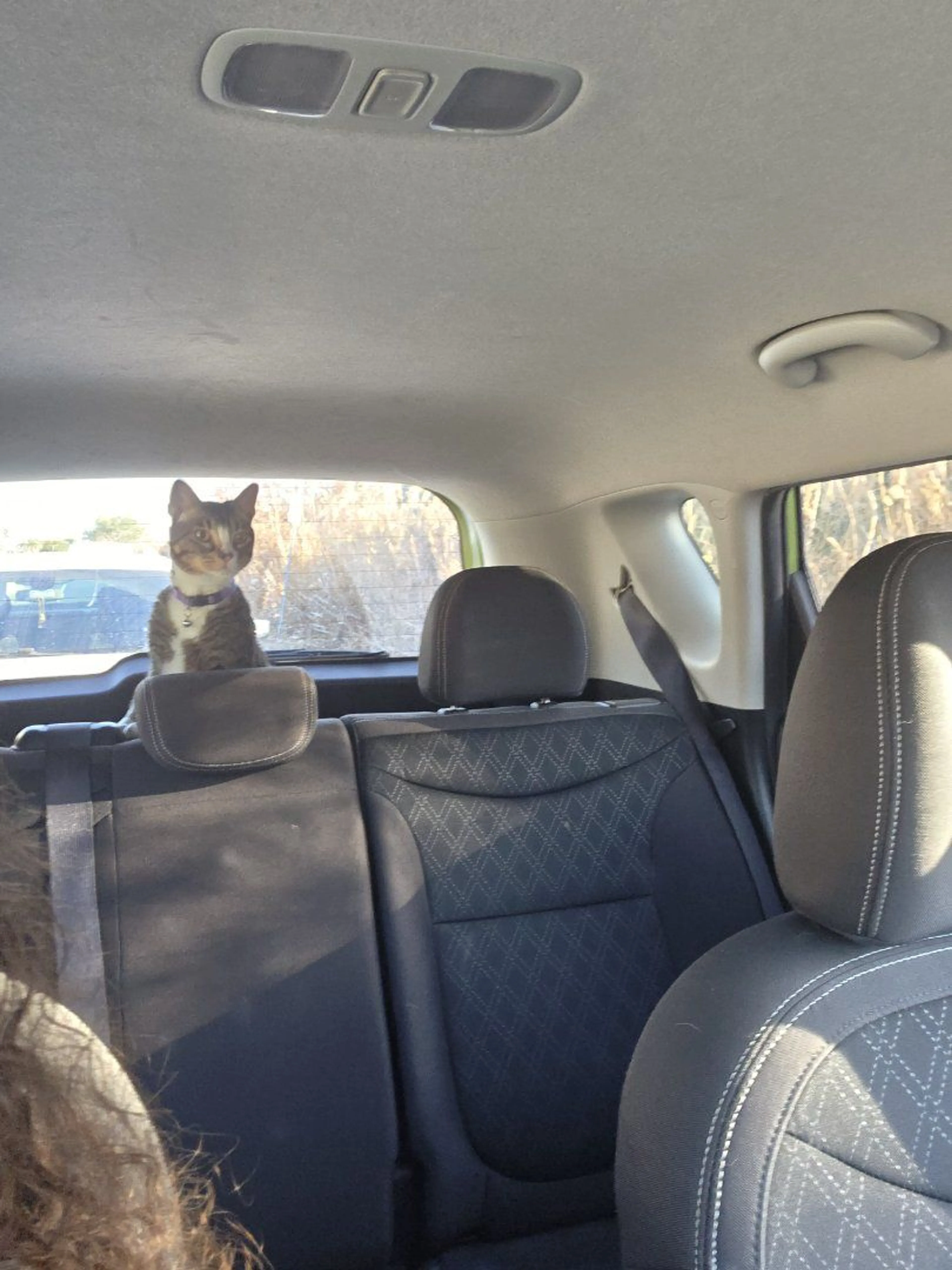 Lost pet-1