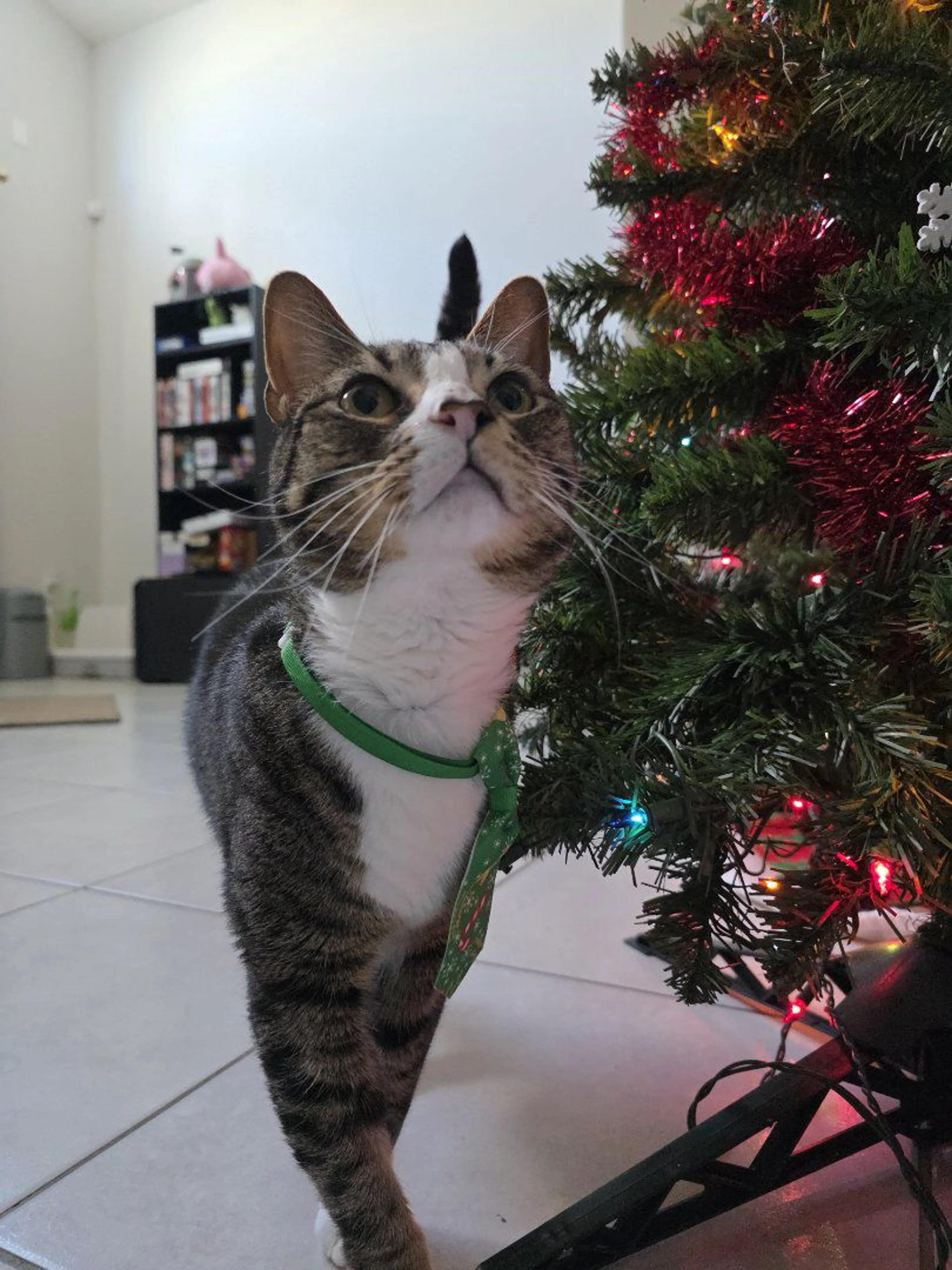 Lost pet-3