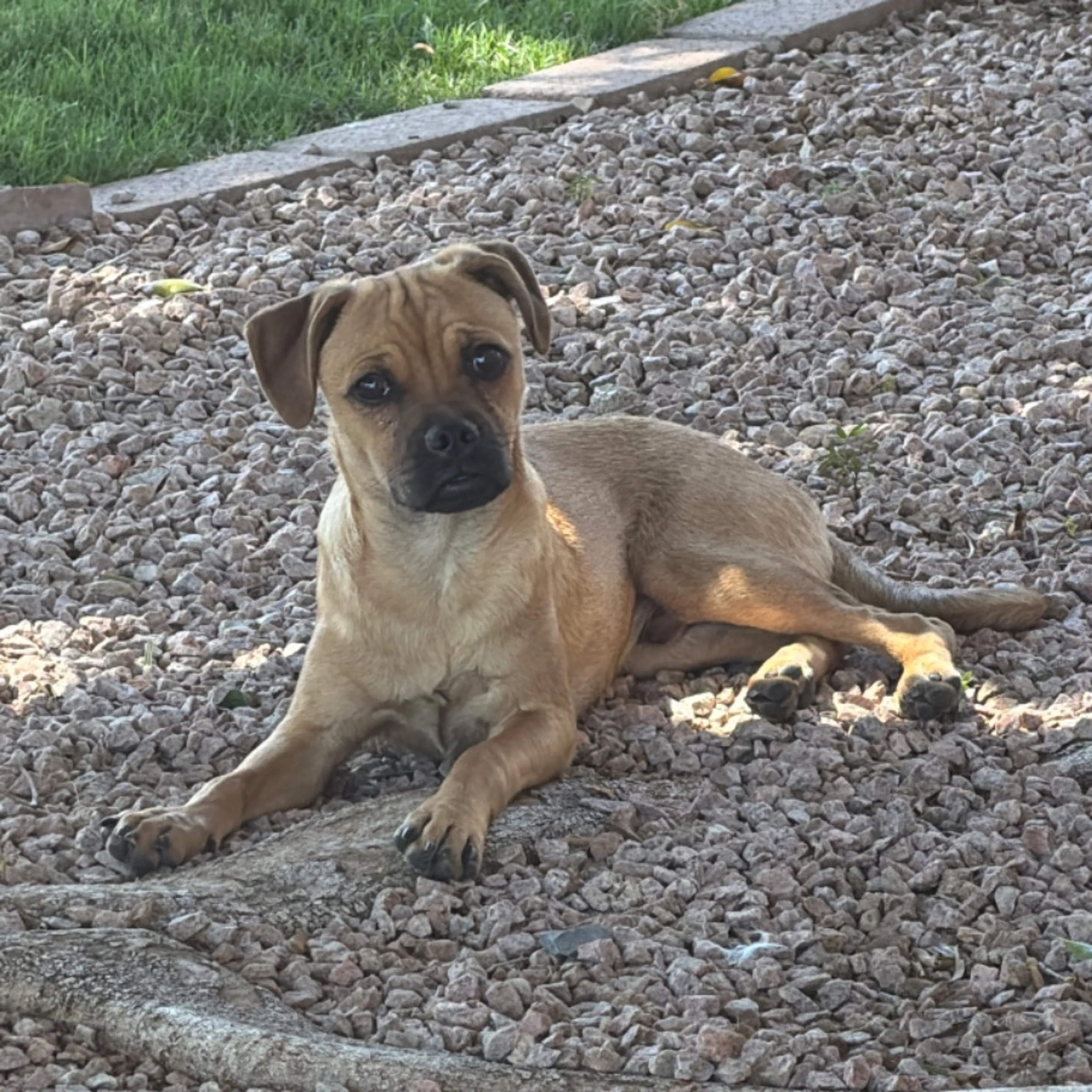 Found pet