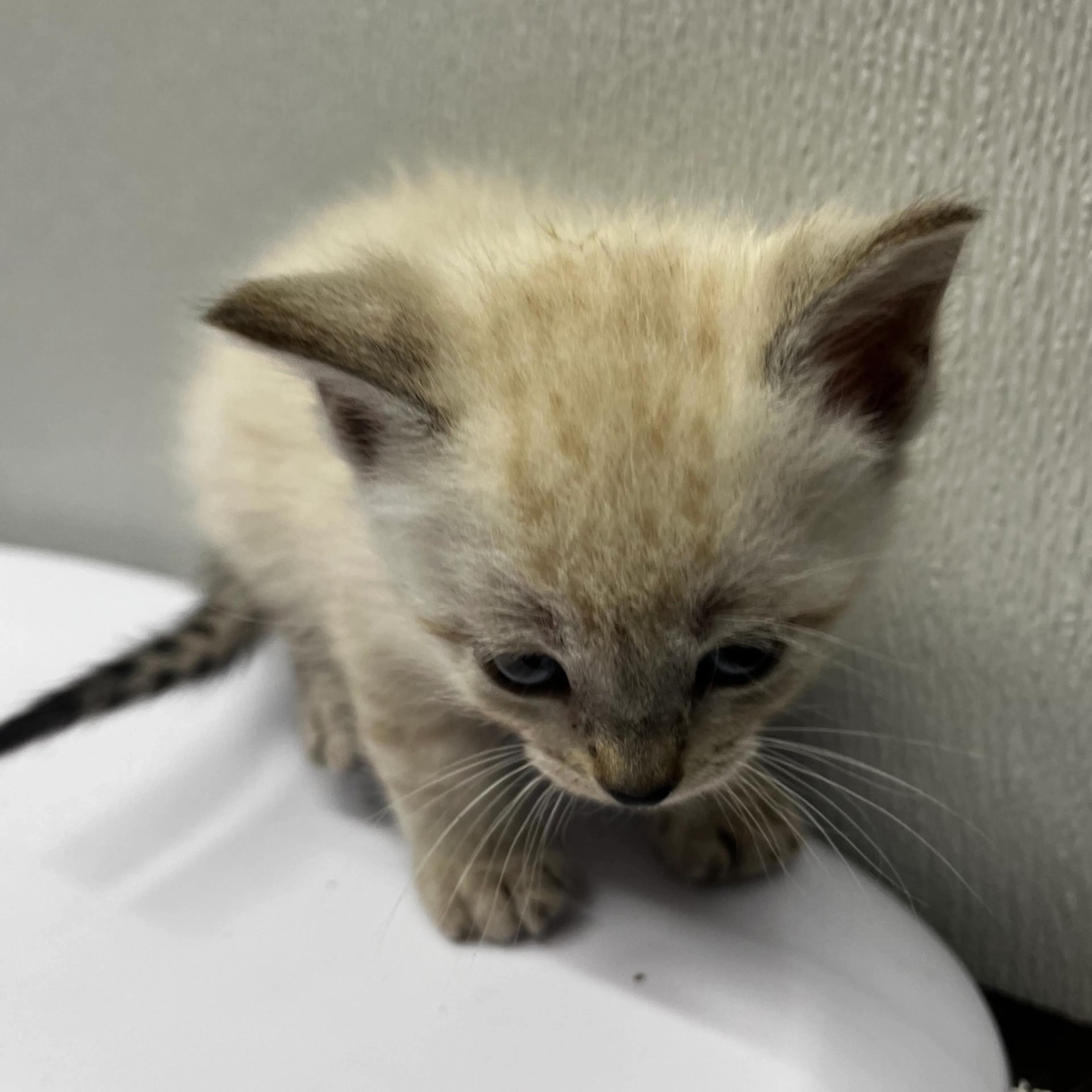 Found pet