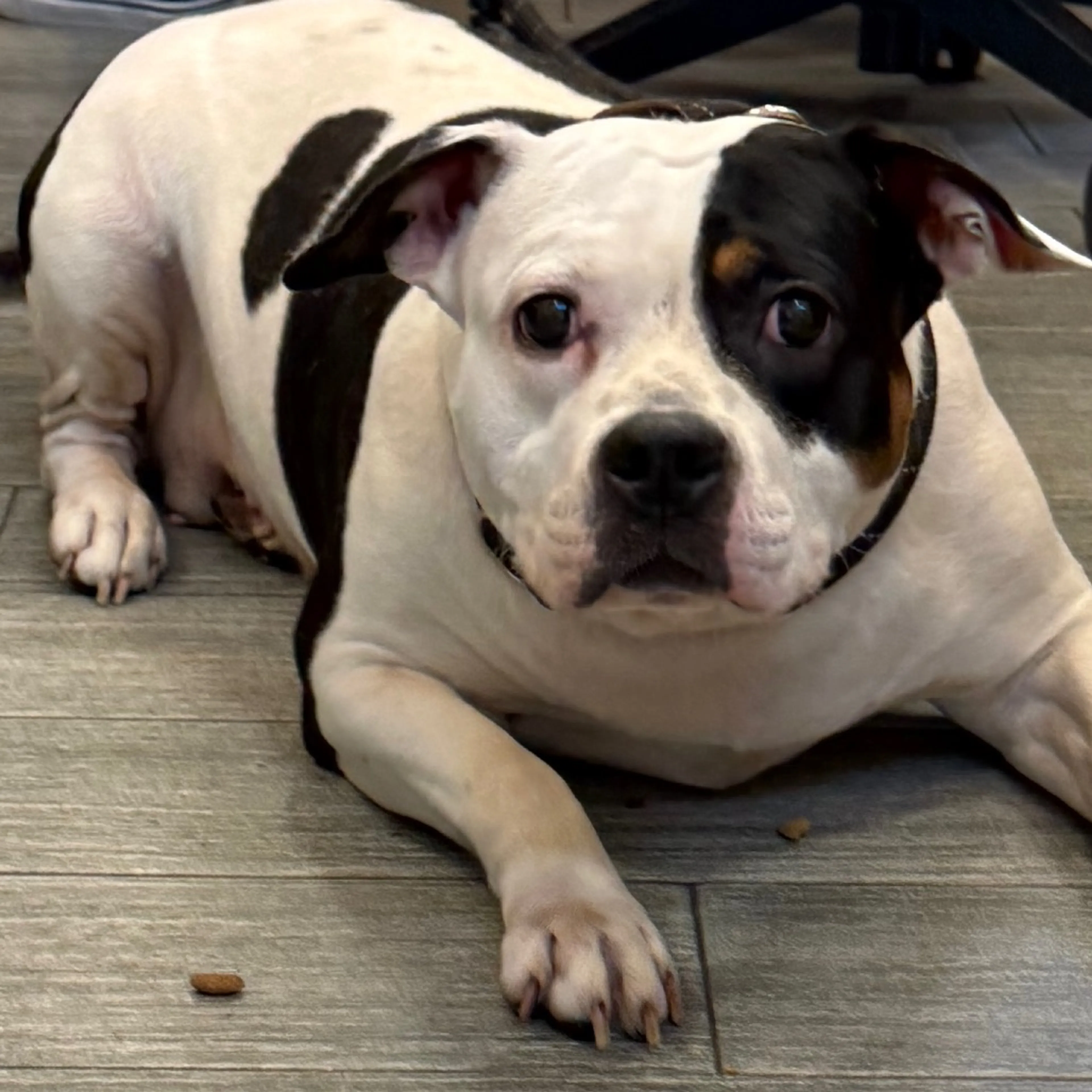 Found pet