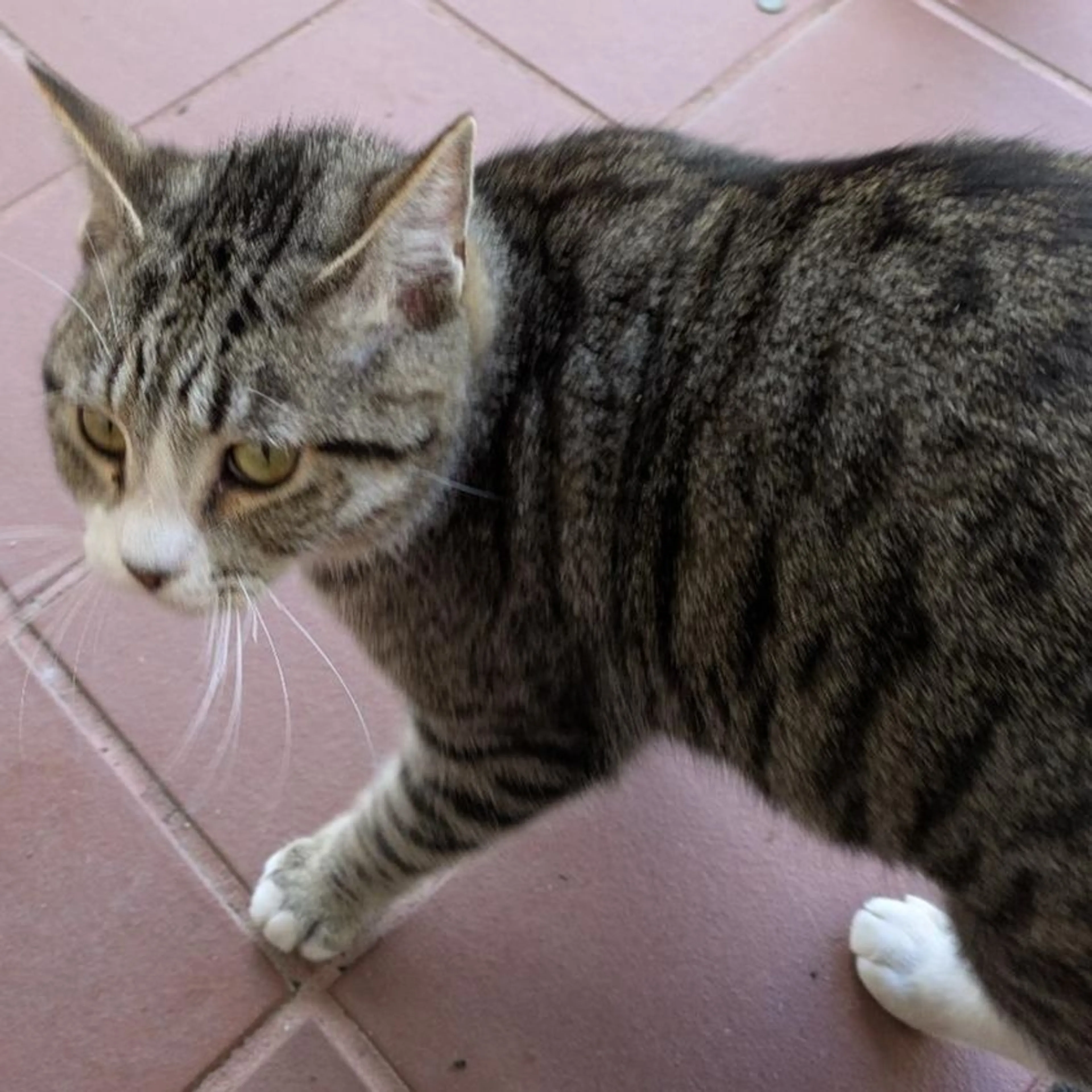 Found pet