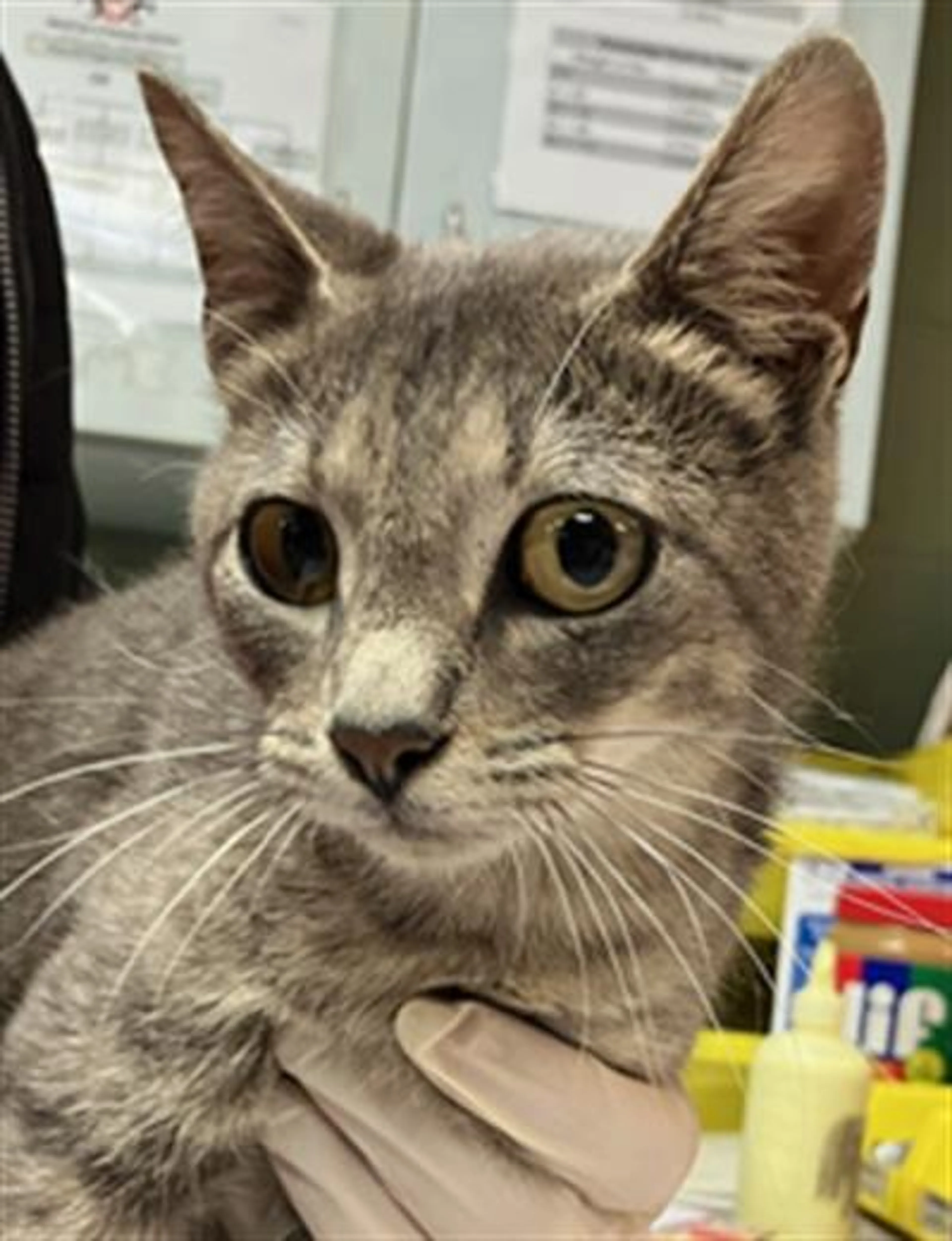 Found pet