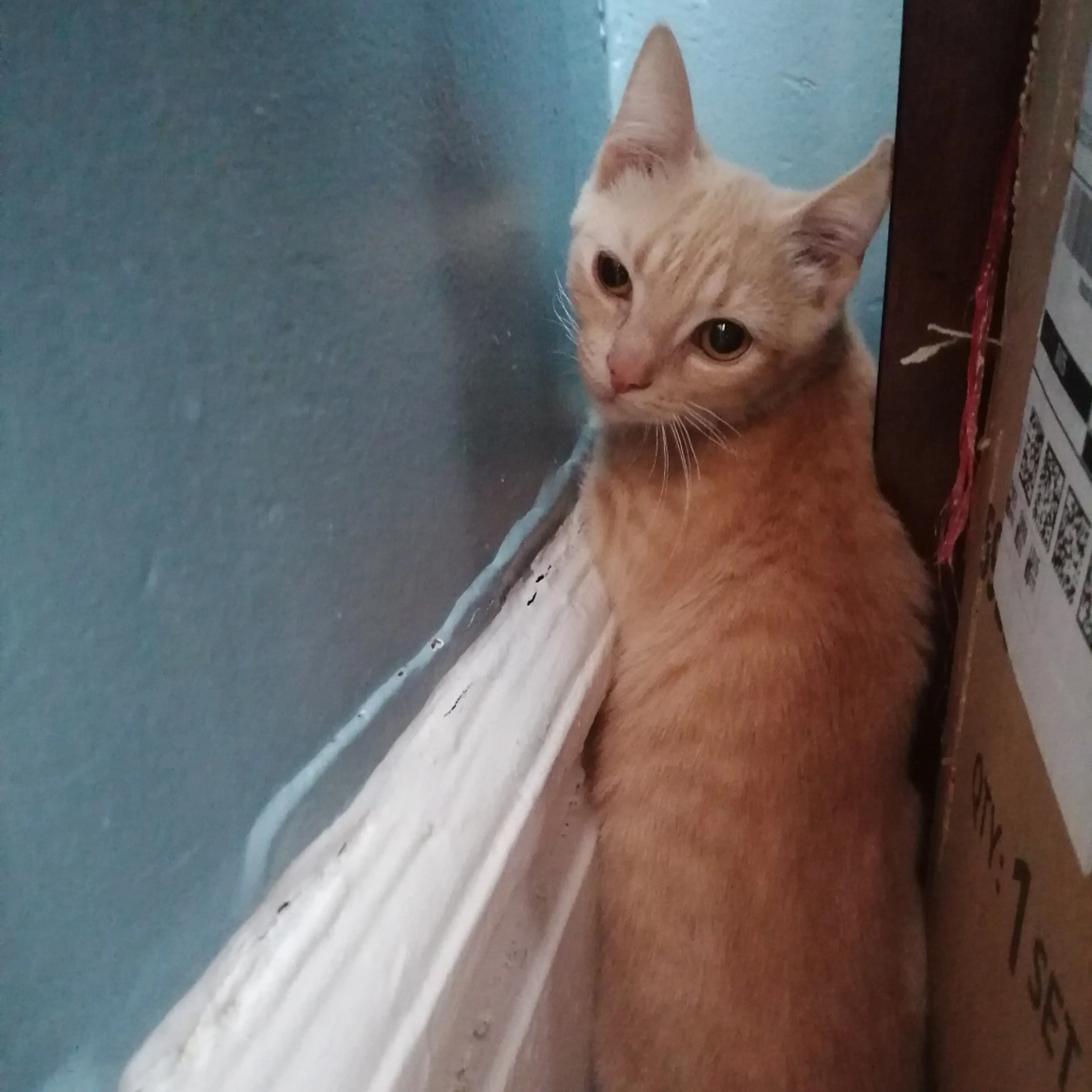 Found pet