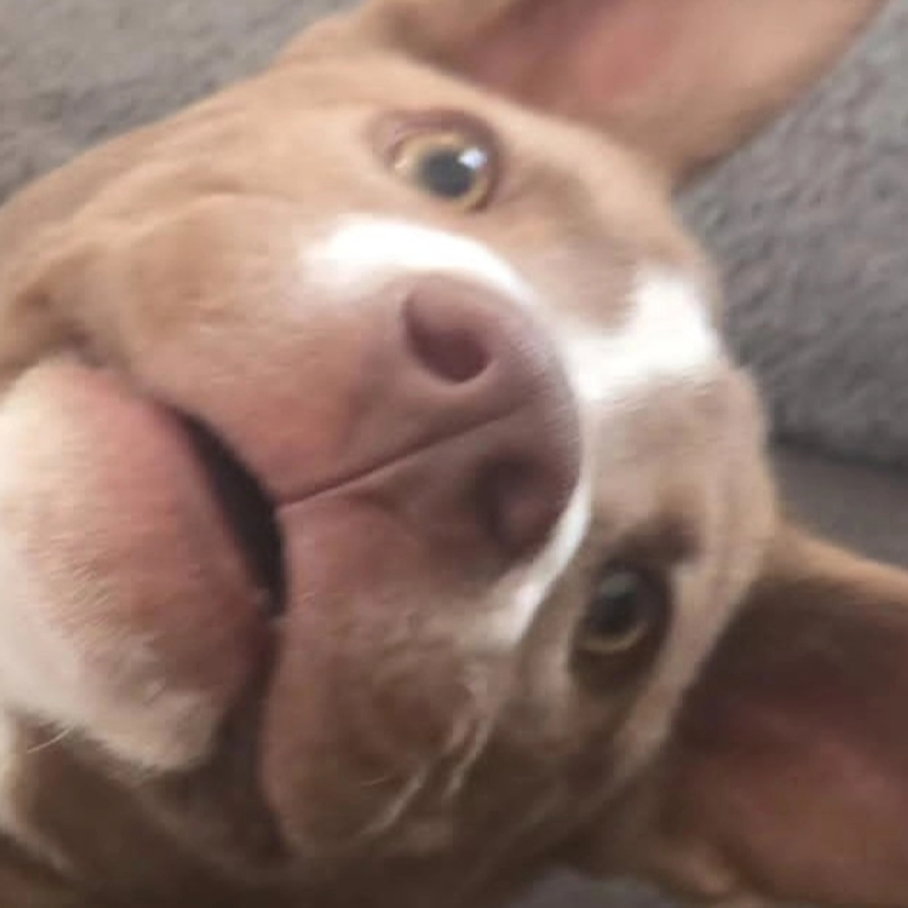 Lost pet-2