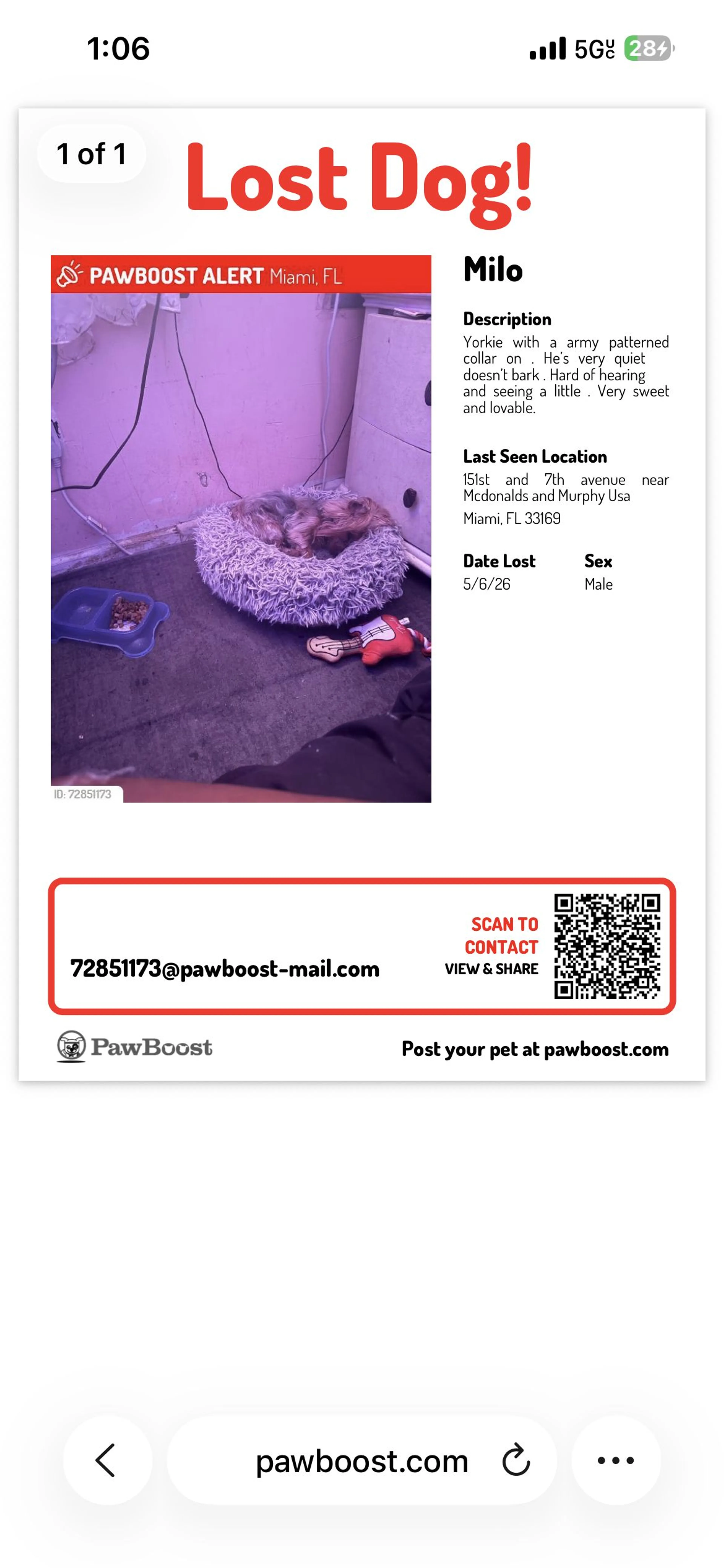 Lost pet-0