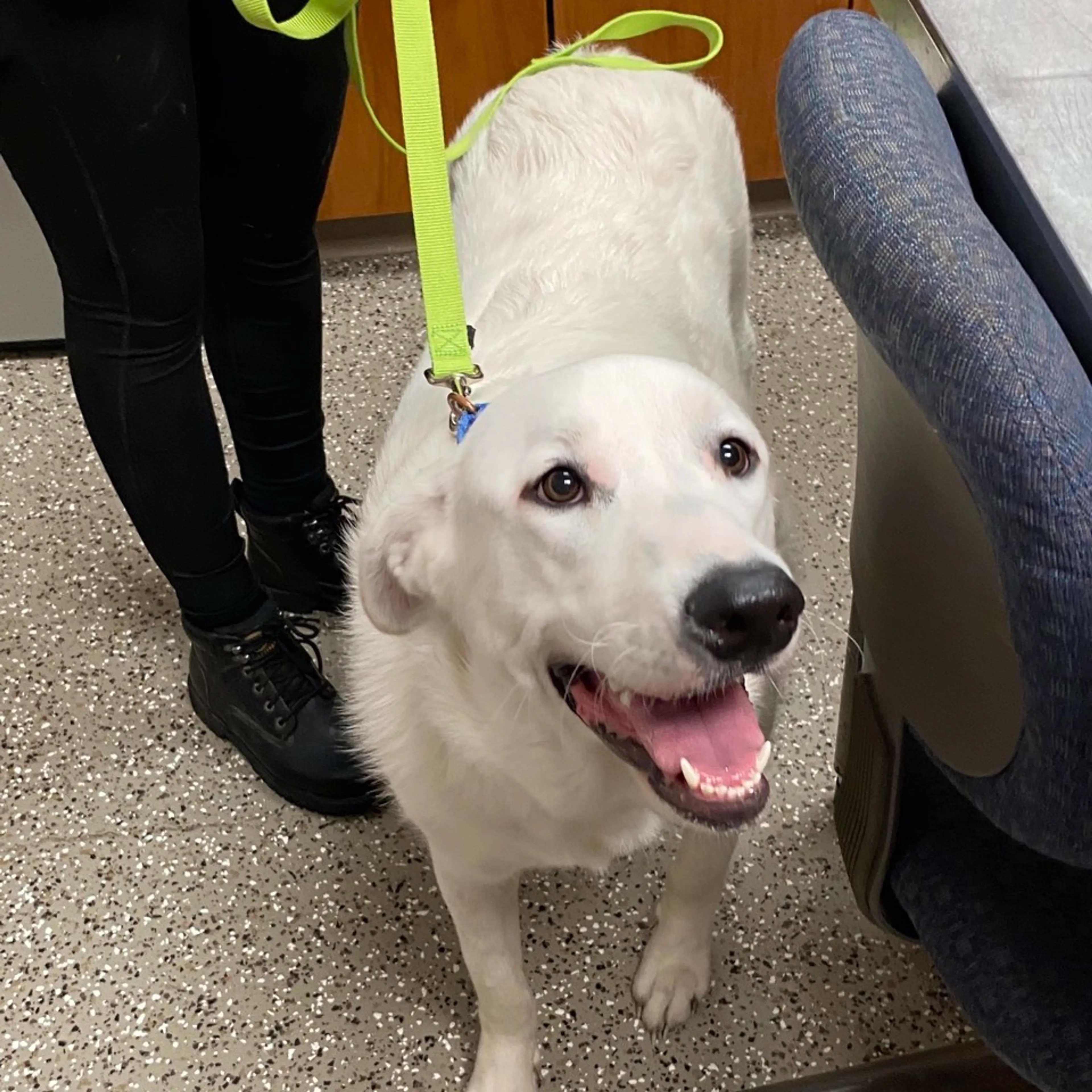 Found pet-2