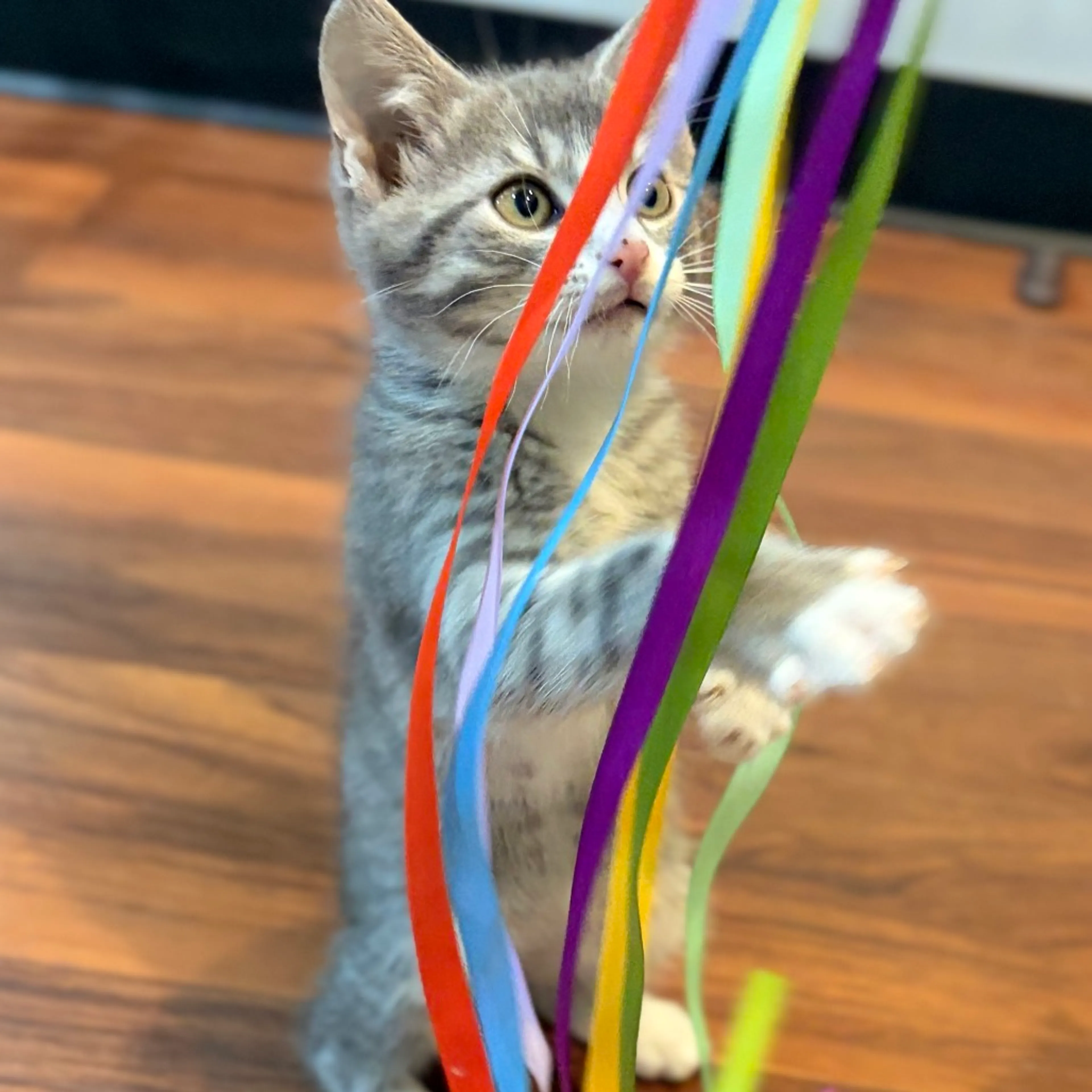 Found pet-0