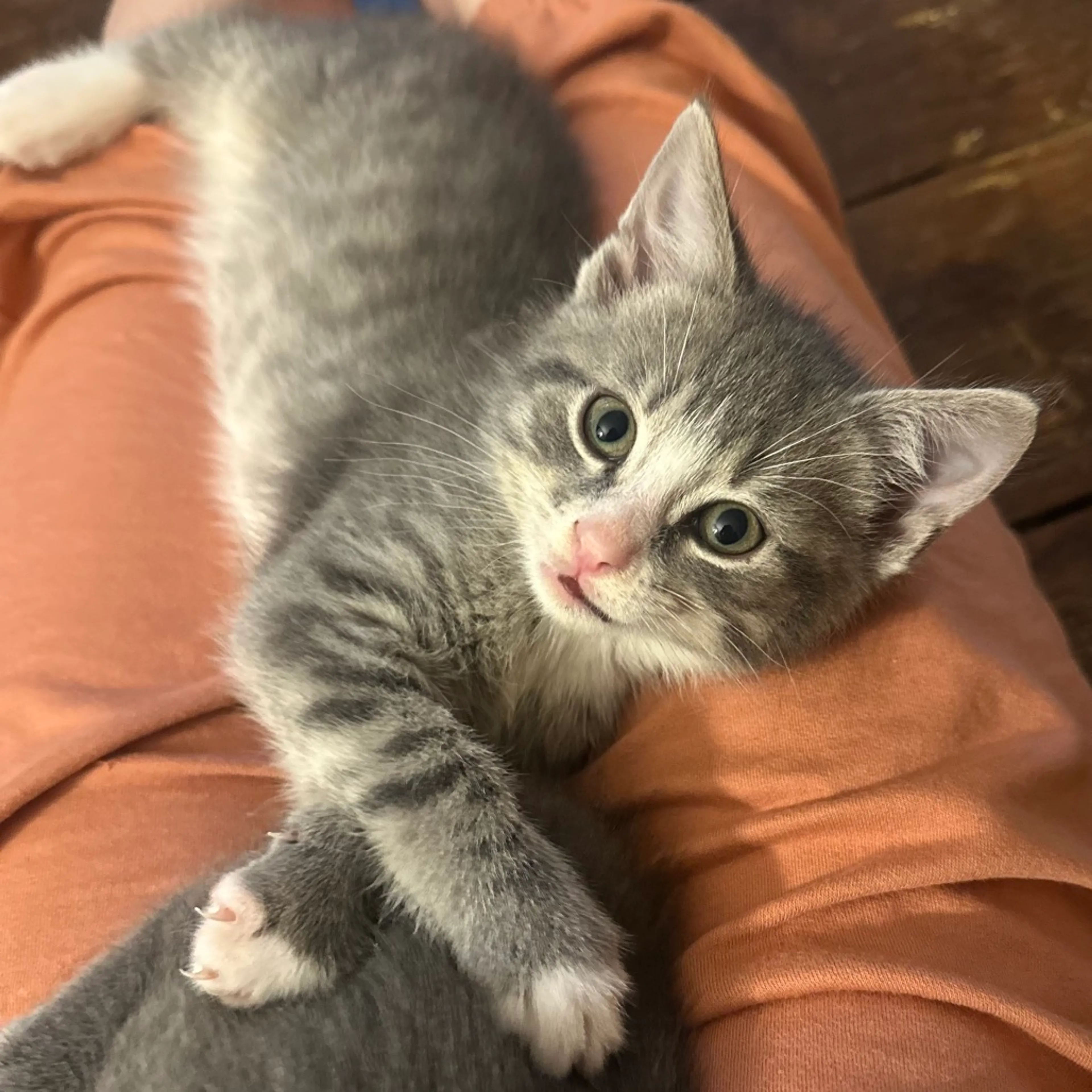 Found pet-0