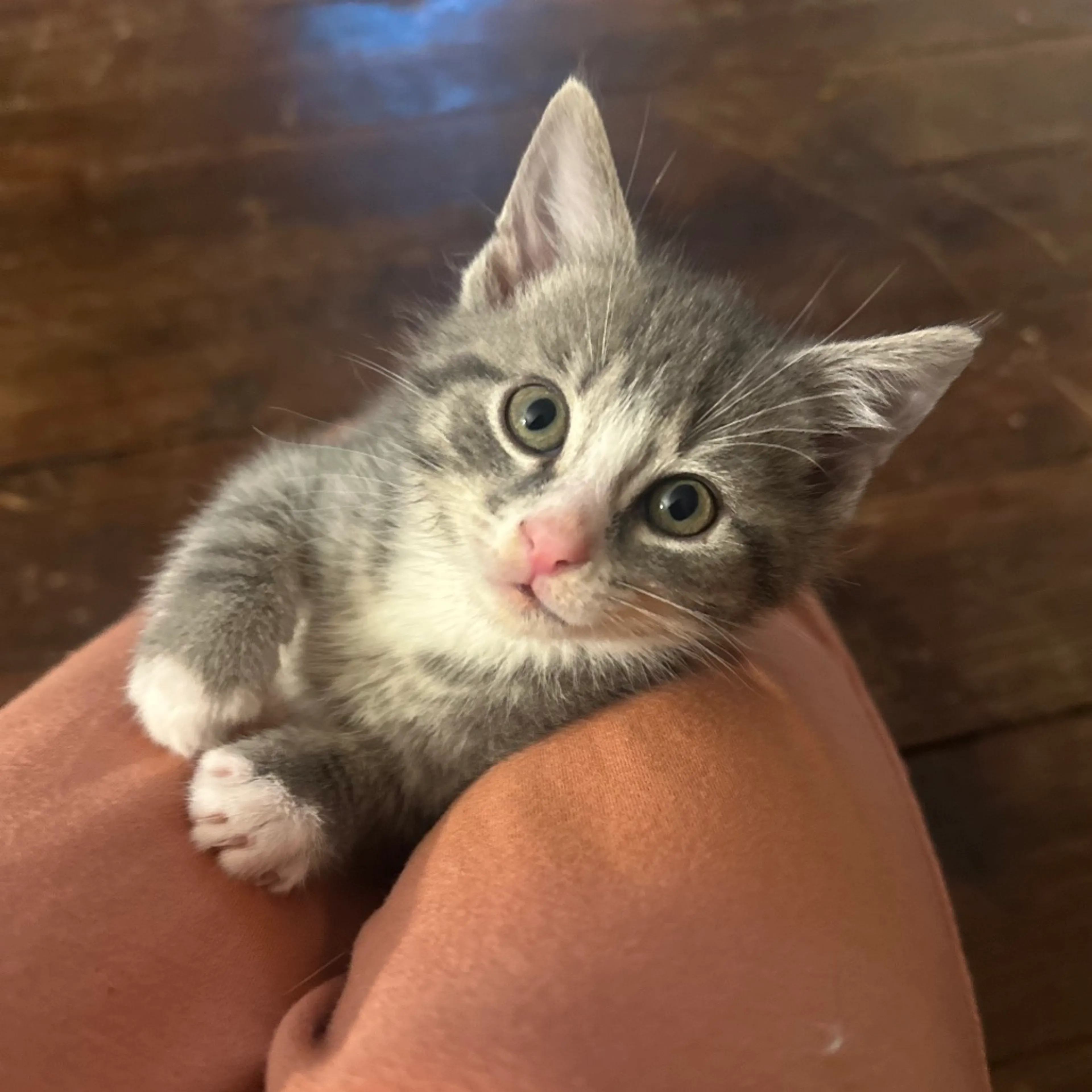 Found pet-1