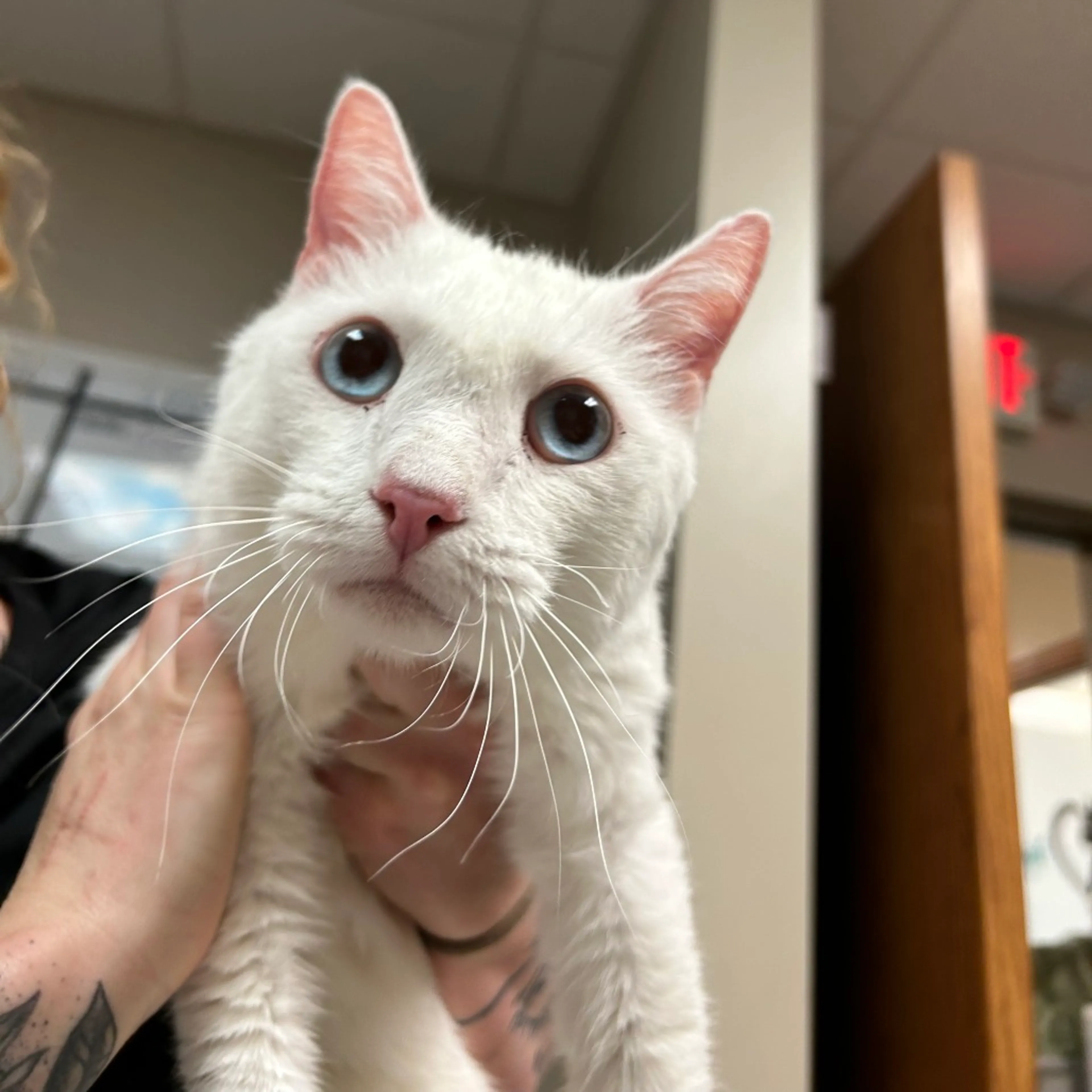 Found pet