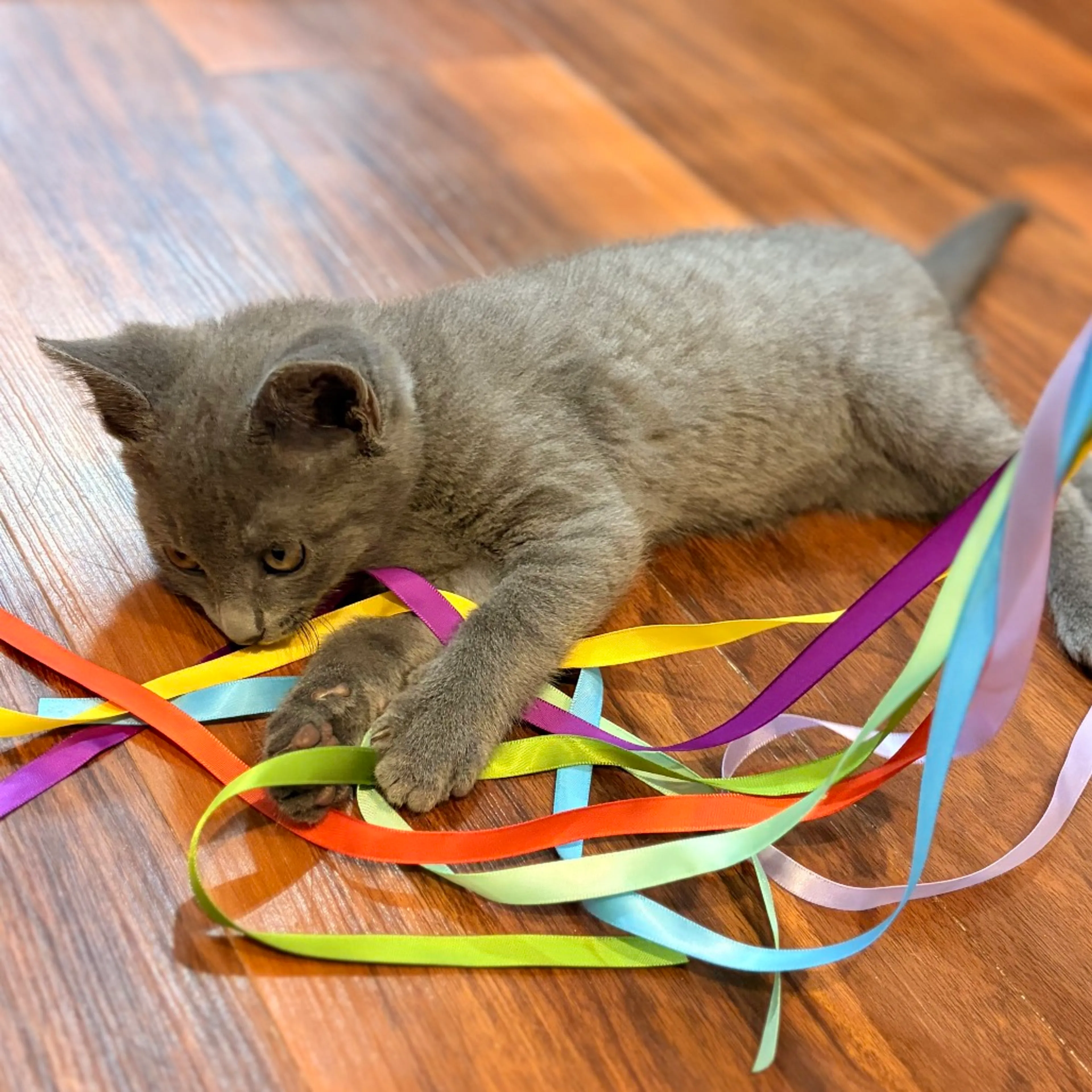 Found pet-2
