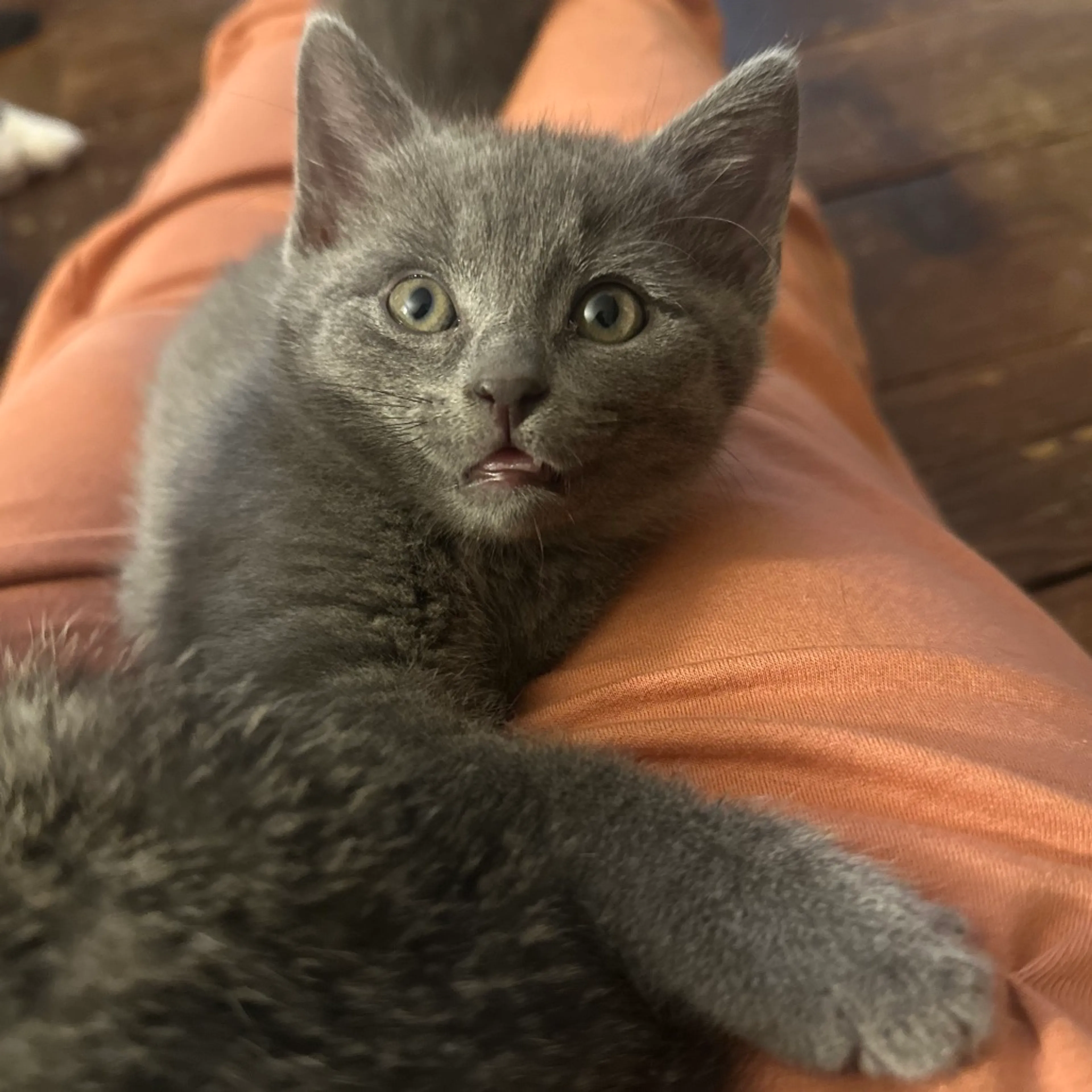 Found pet-1