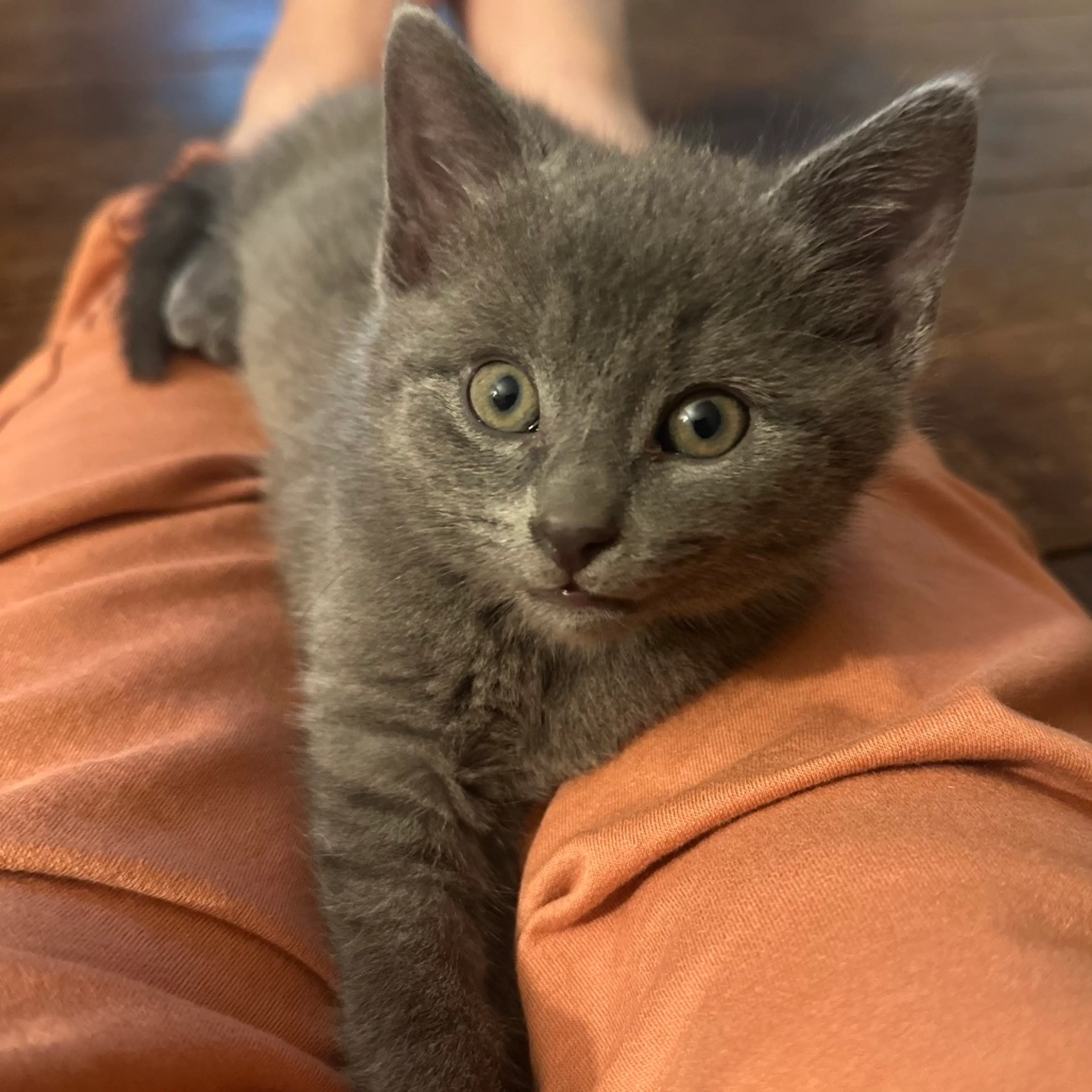 Found pet-0