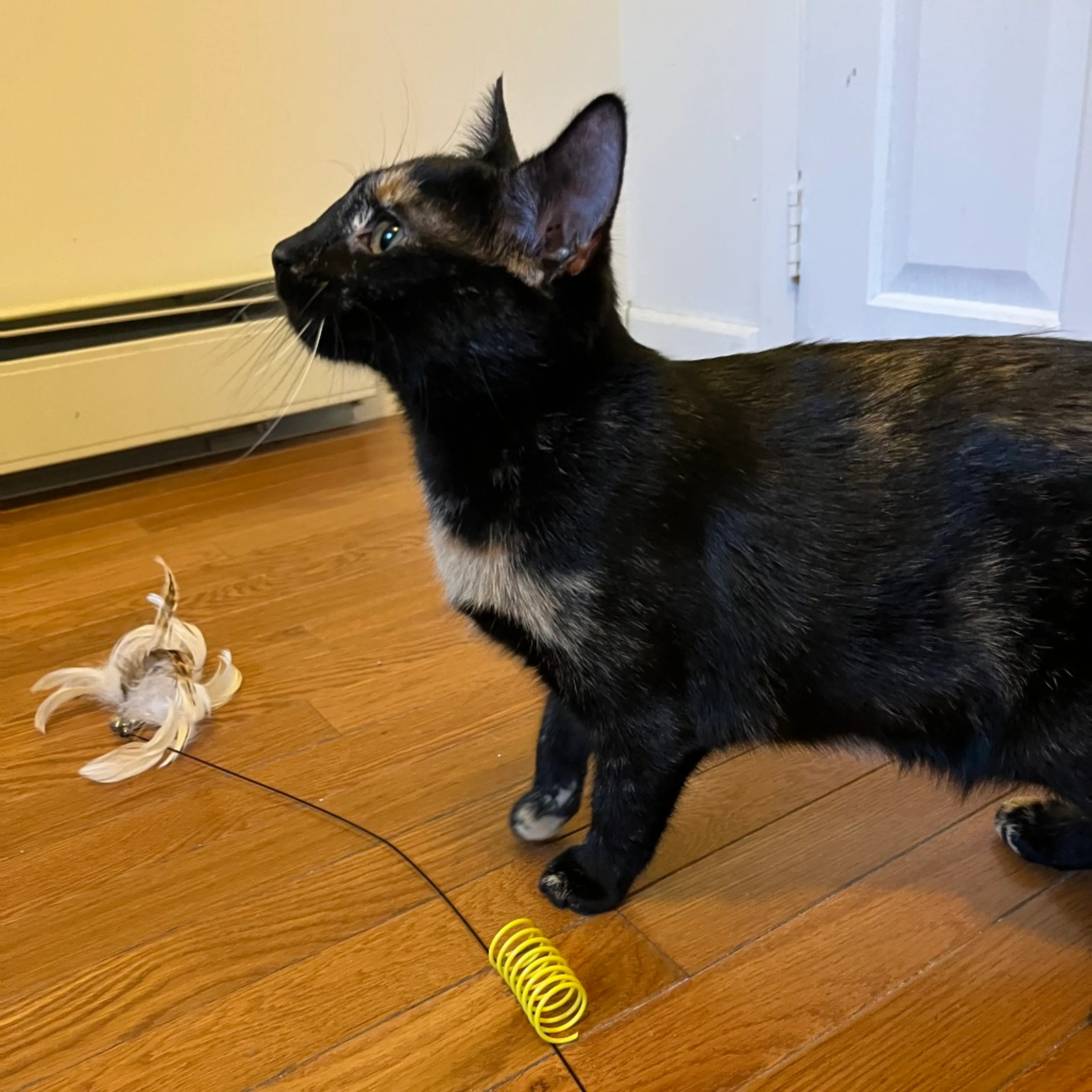 Found pet-9