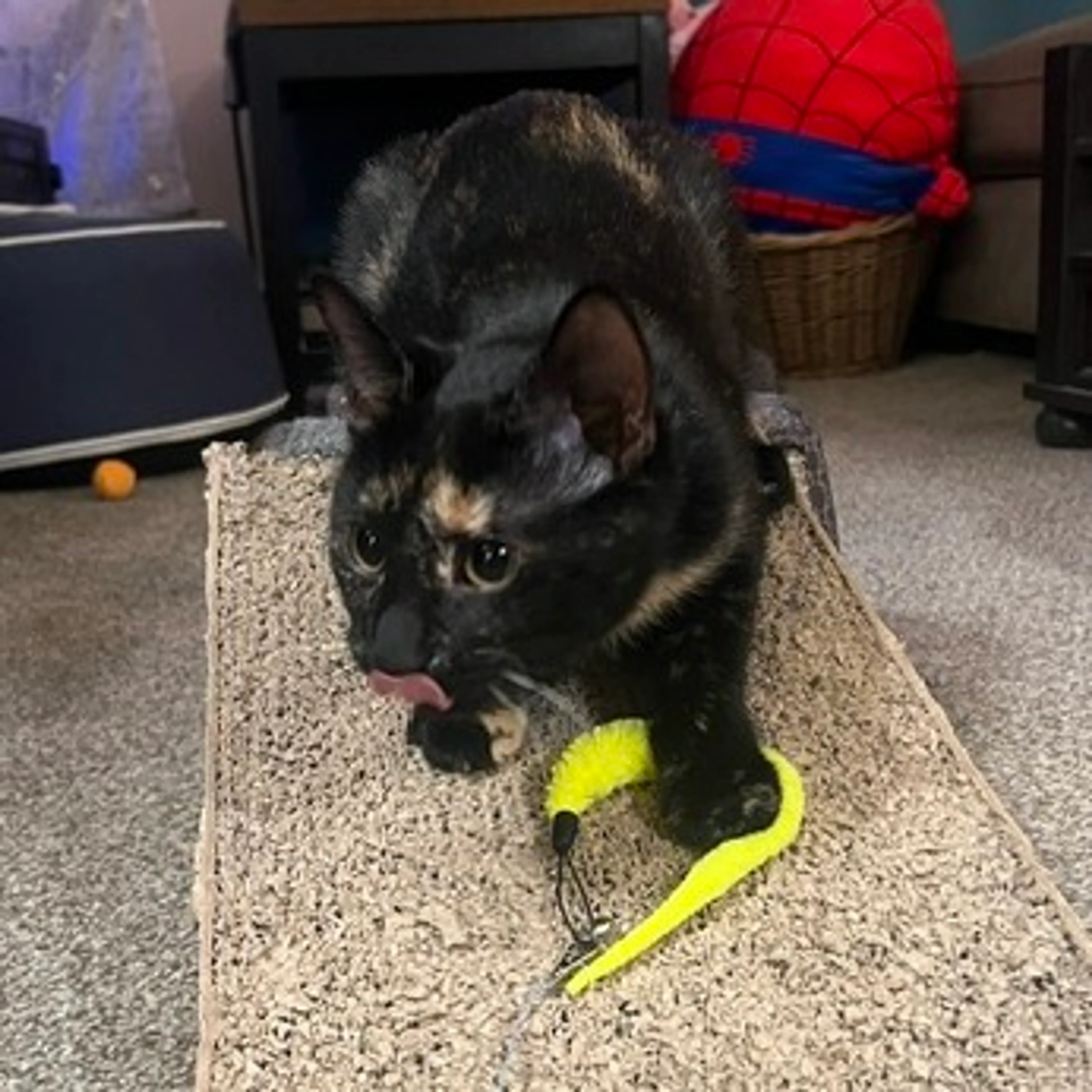 Found pet-4