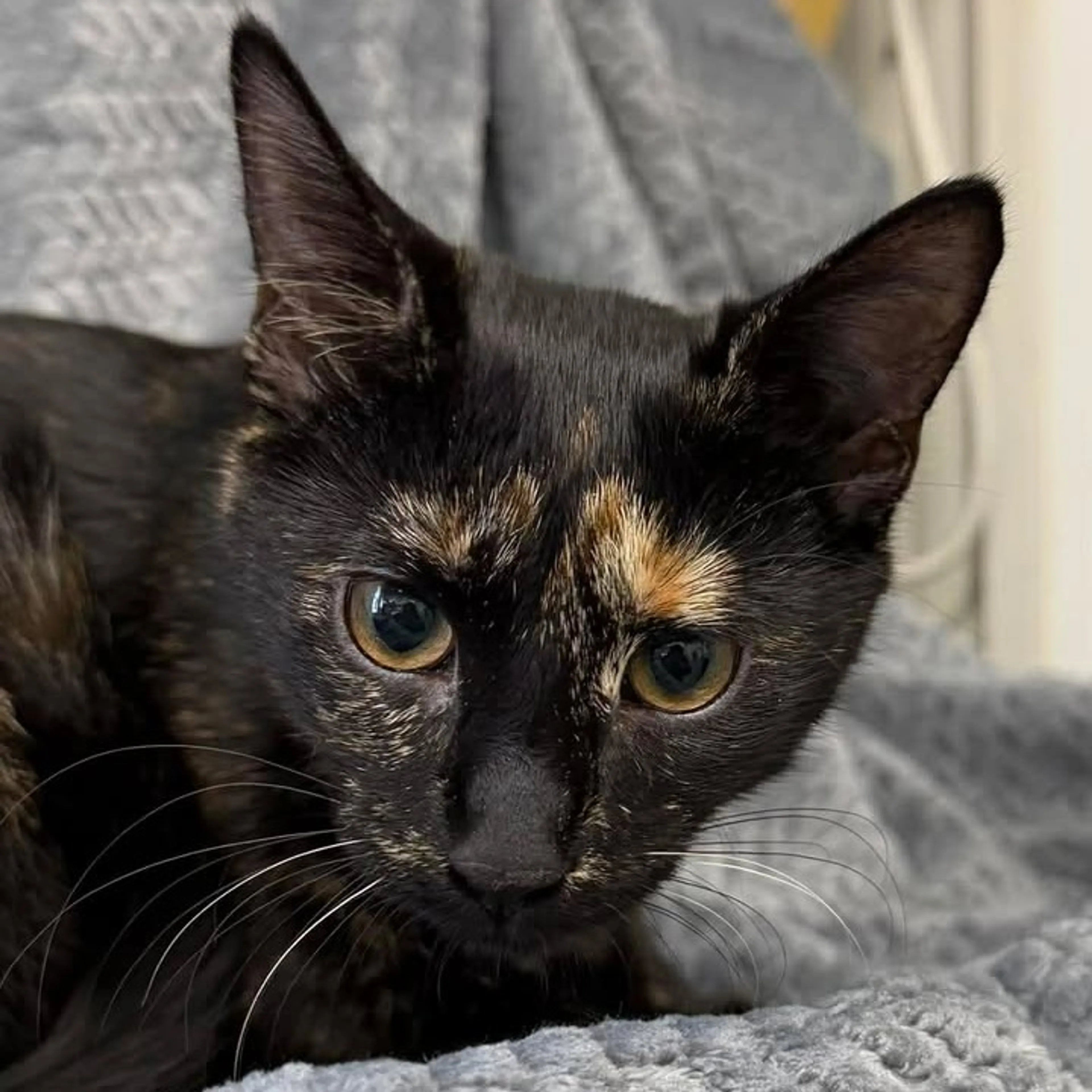 Found pet-1