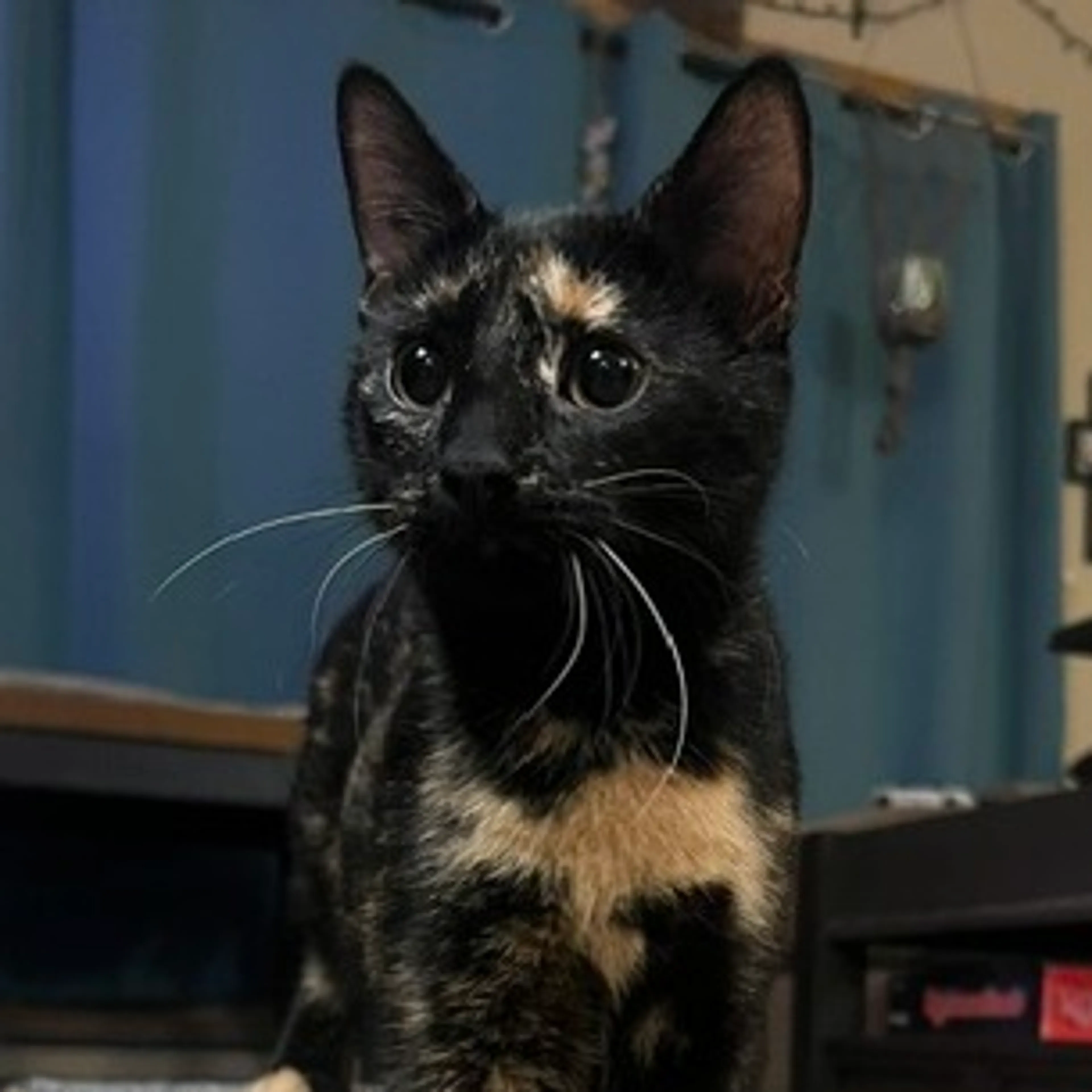 Found pet-5