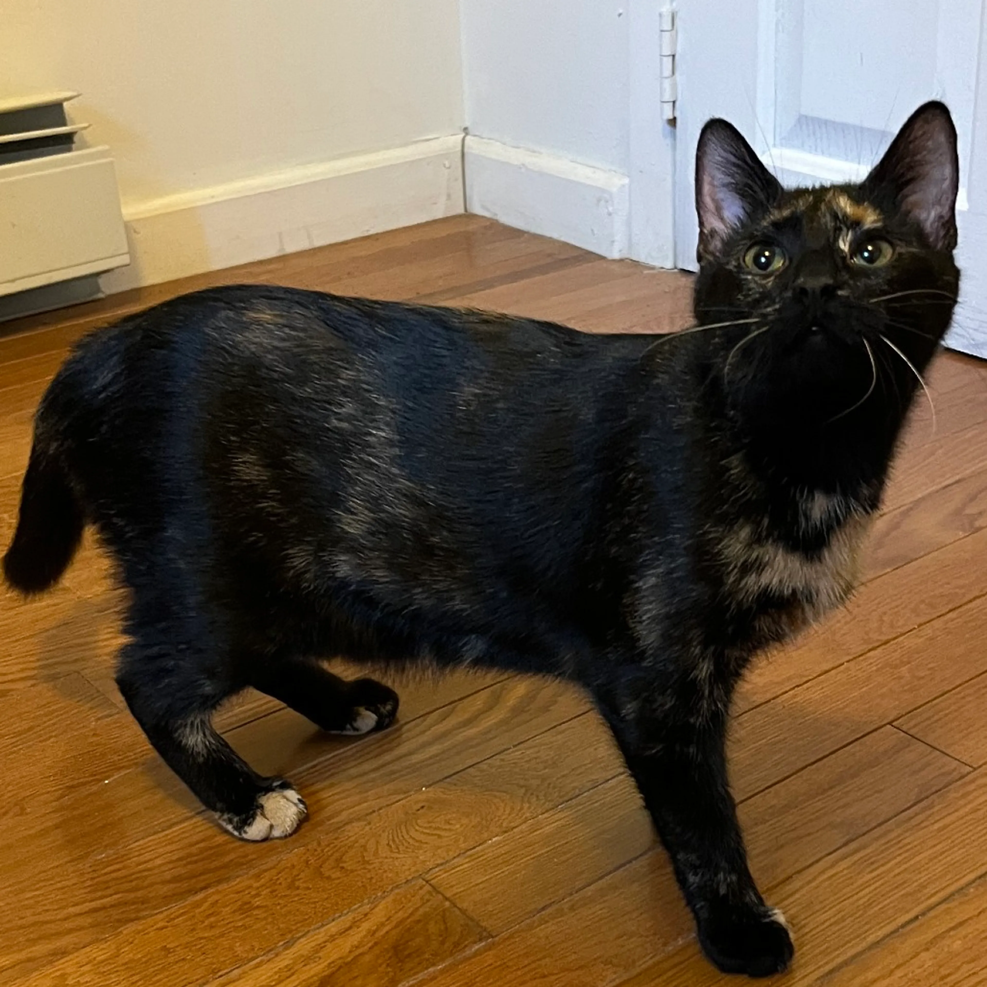 Found pet-7