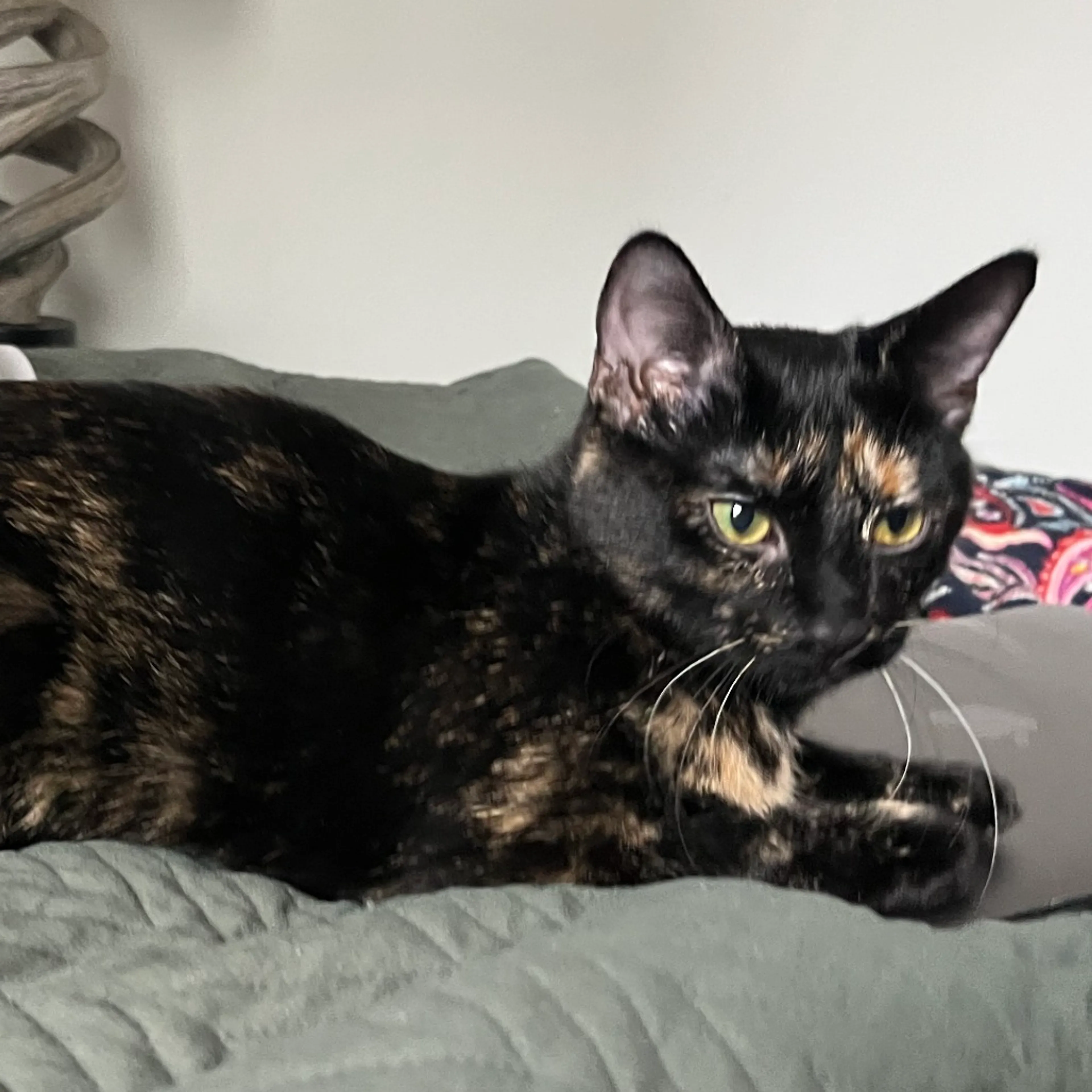 Found pet-10