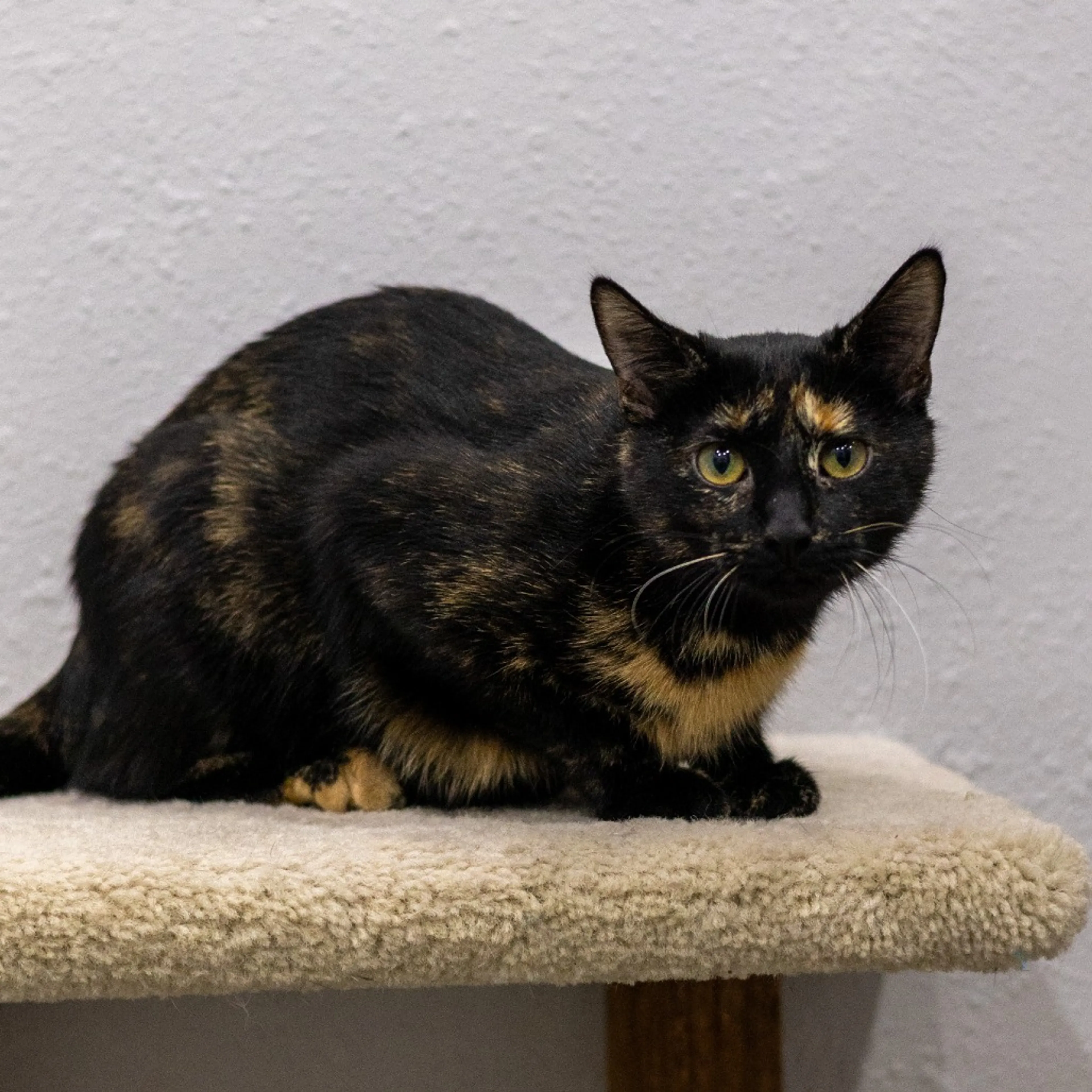 Found pet-6