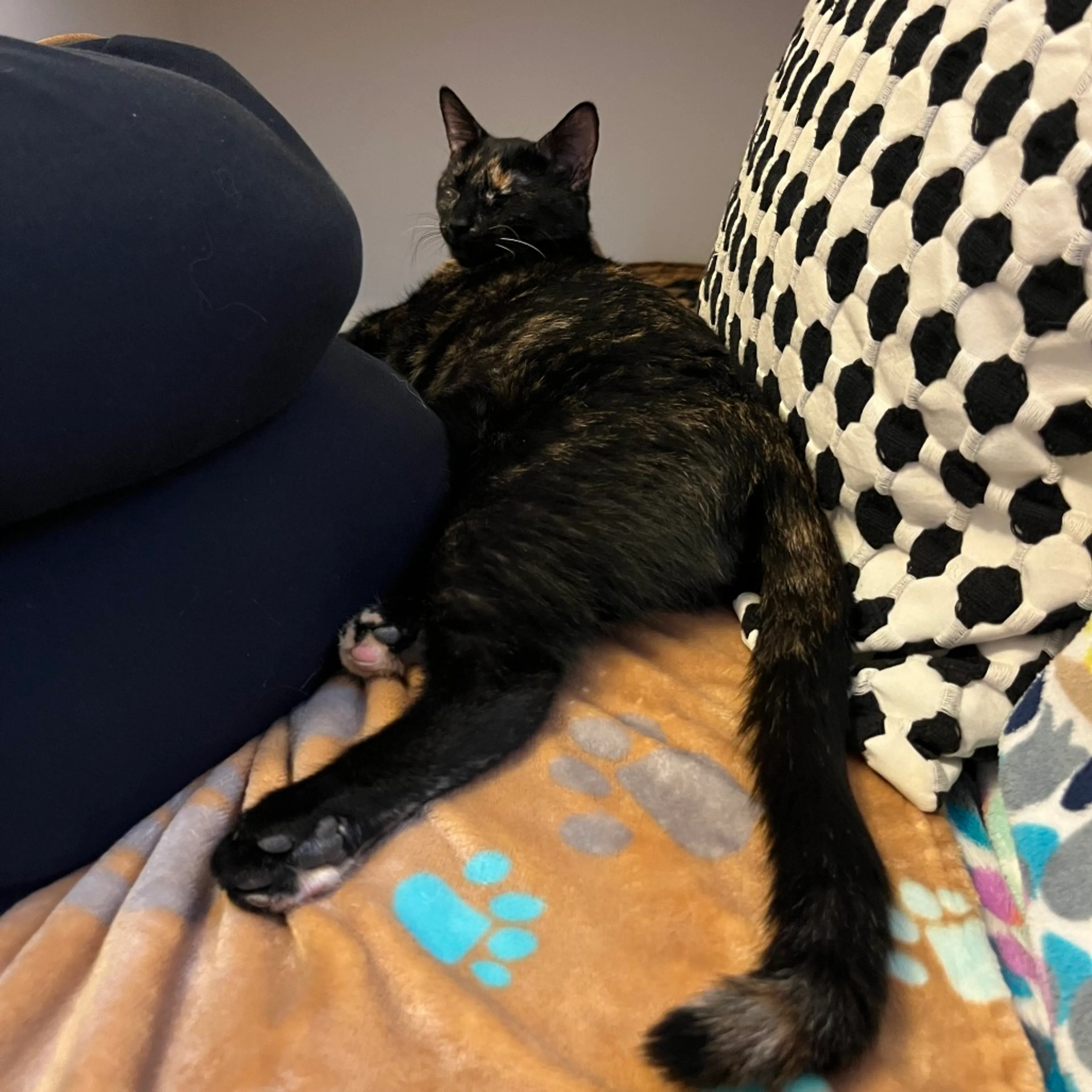 Found pet-8