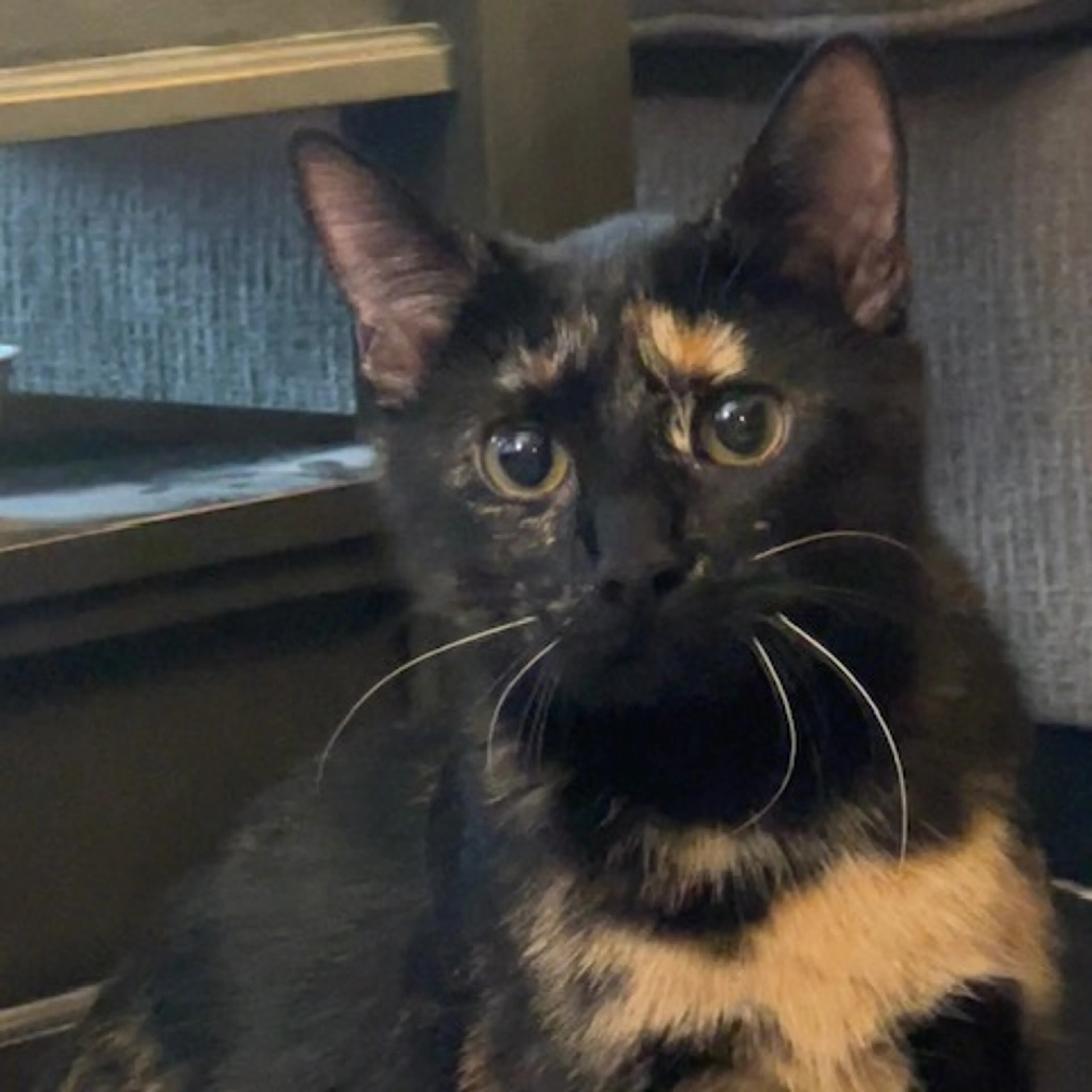 Found pet-2