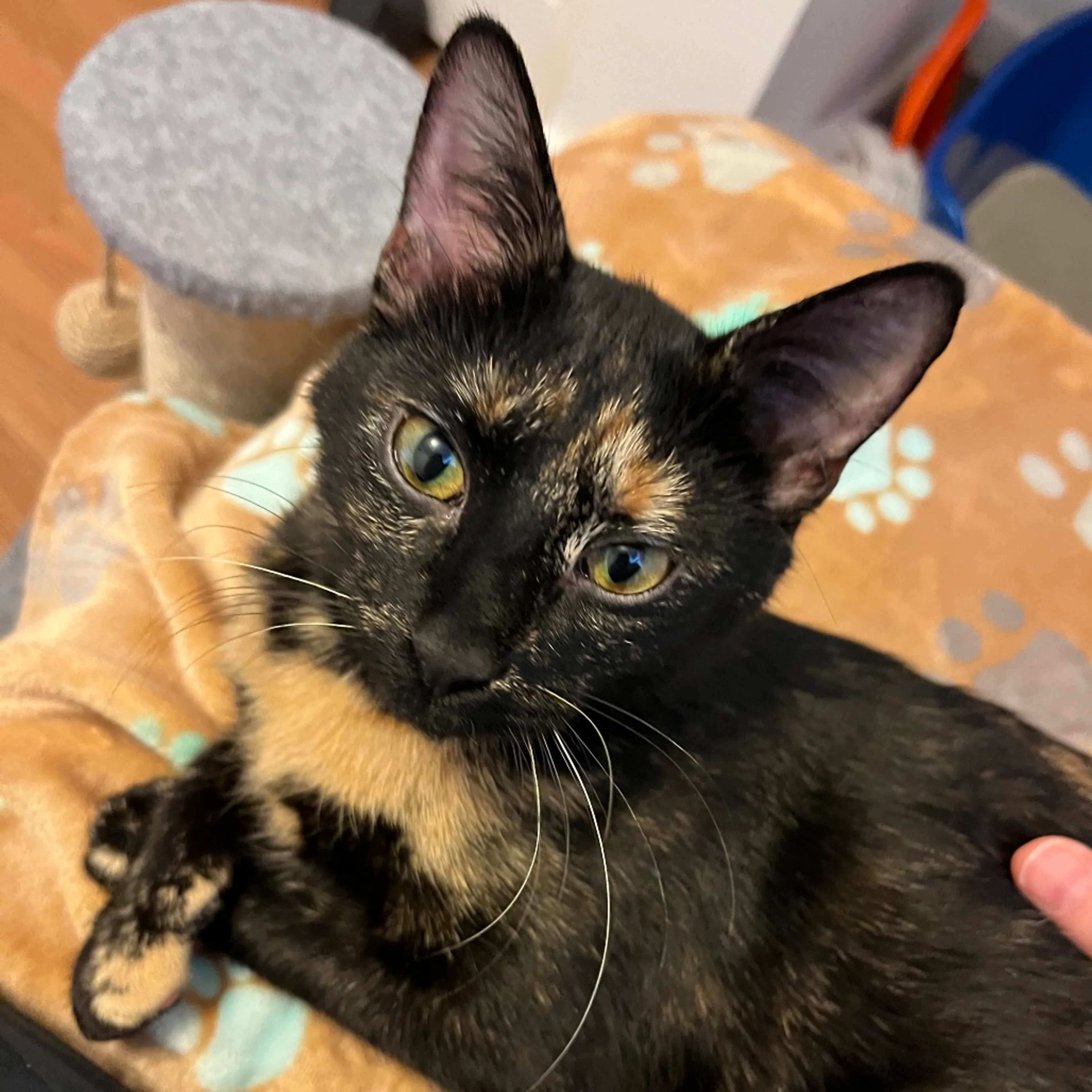 Found pet-3
