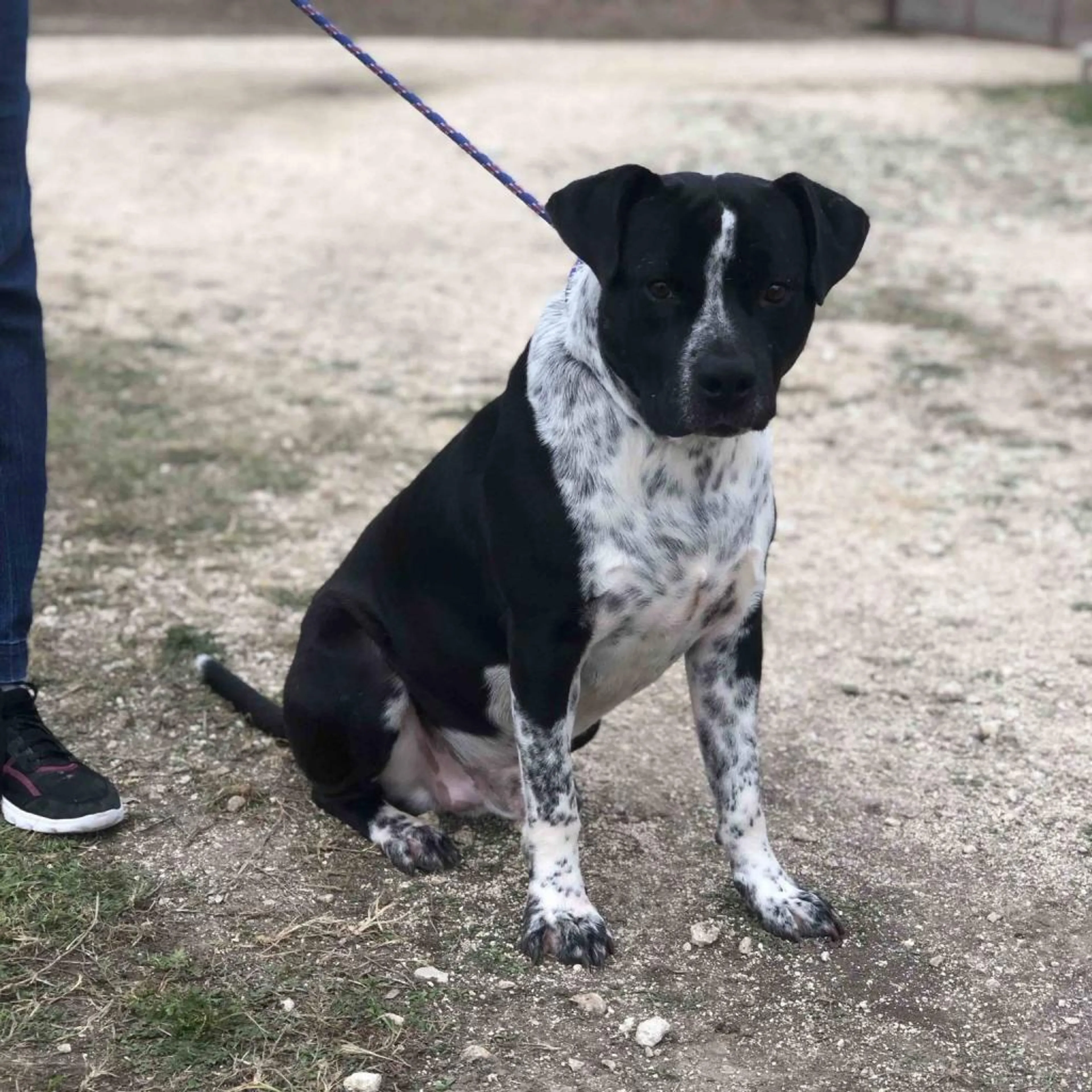 Found pet-3