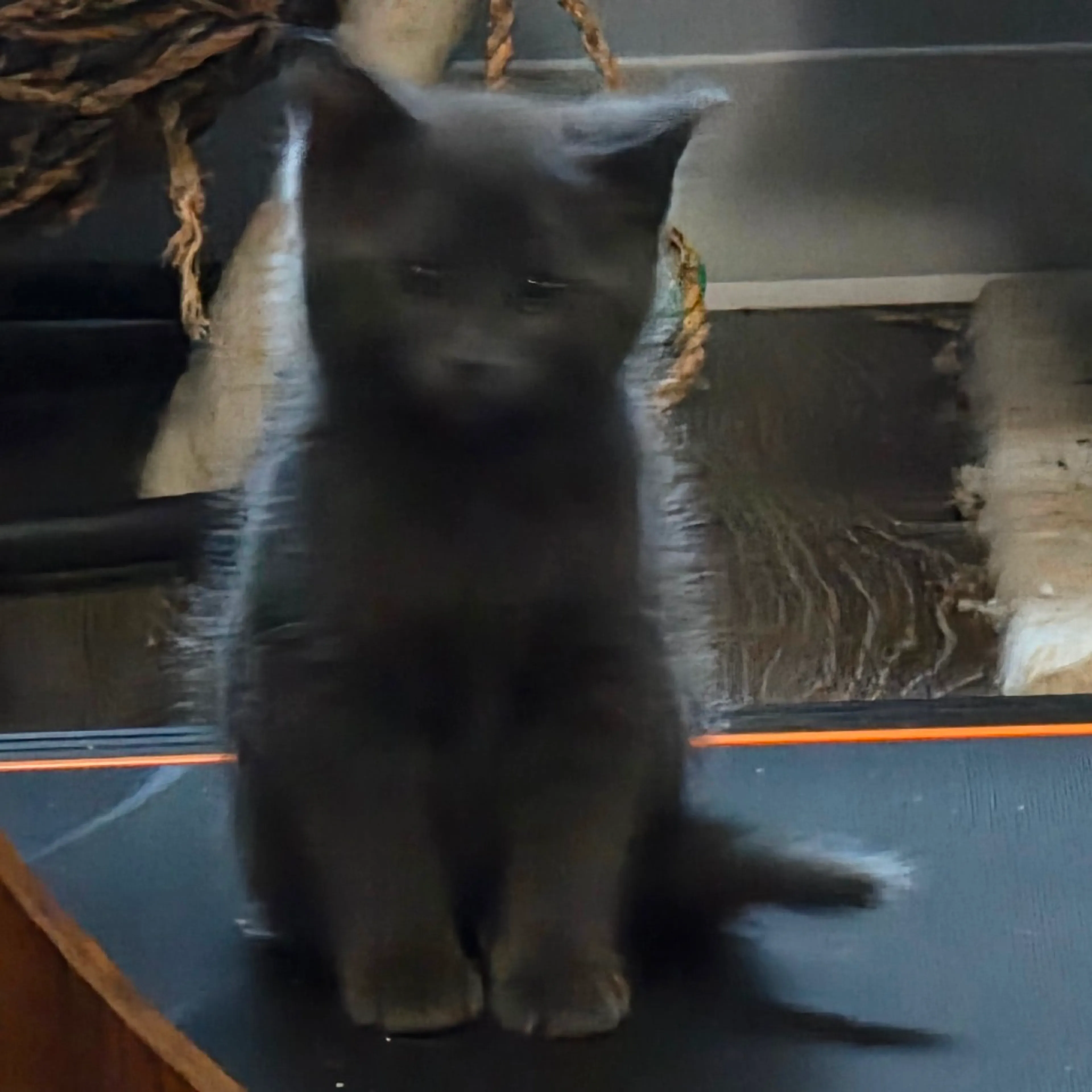 Found pet-1