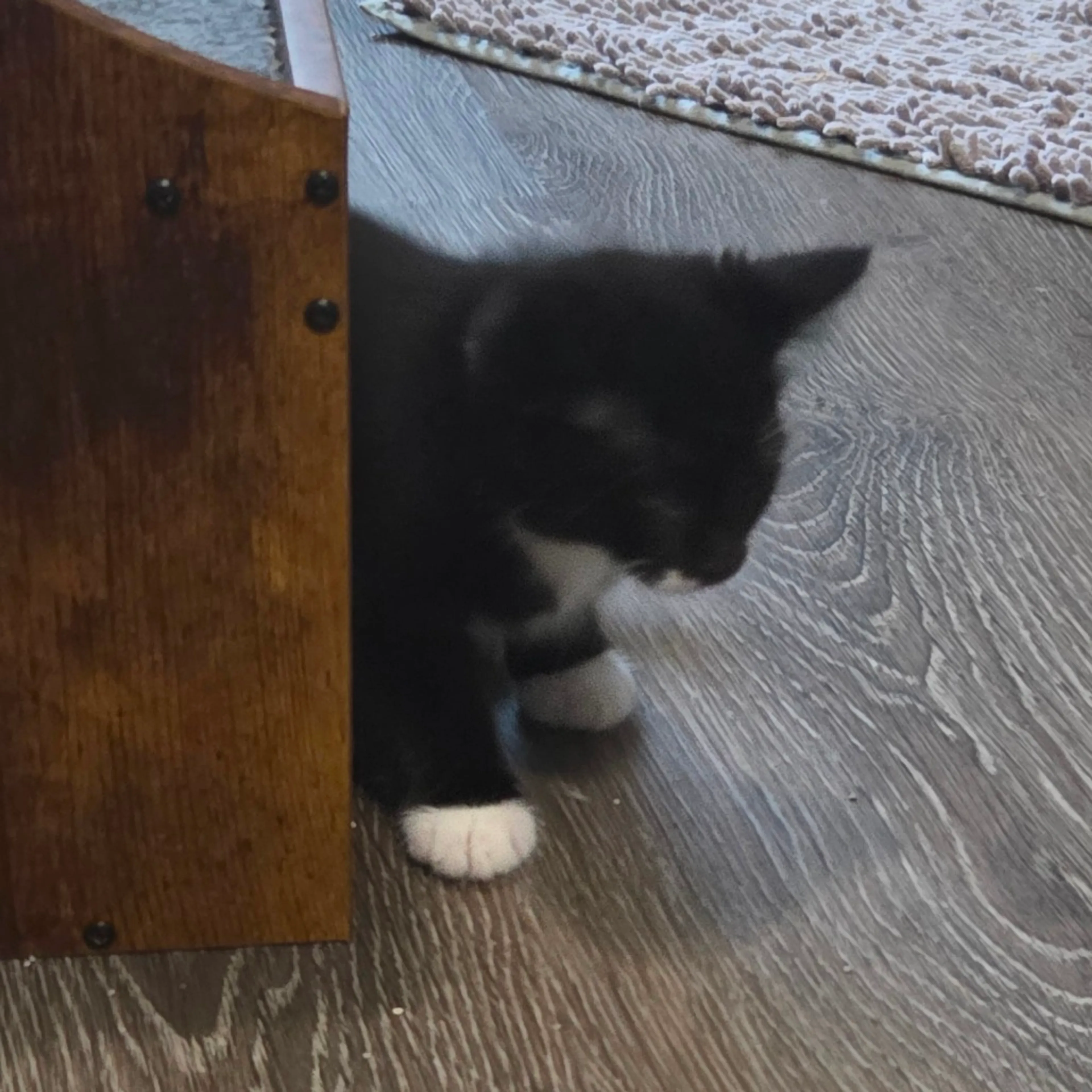 Found pet-1