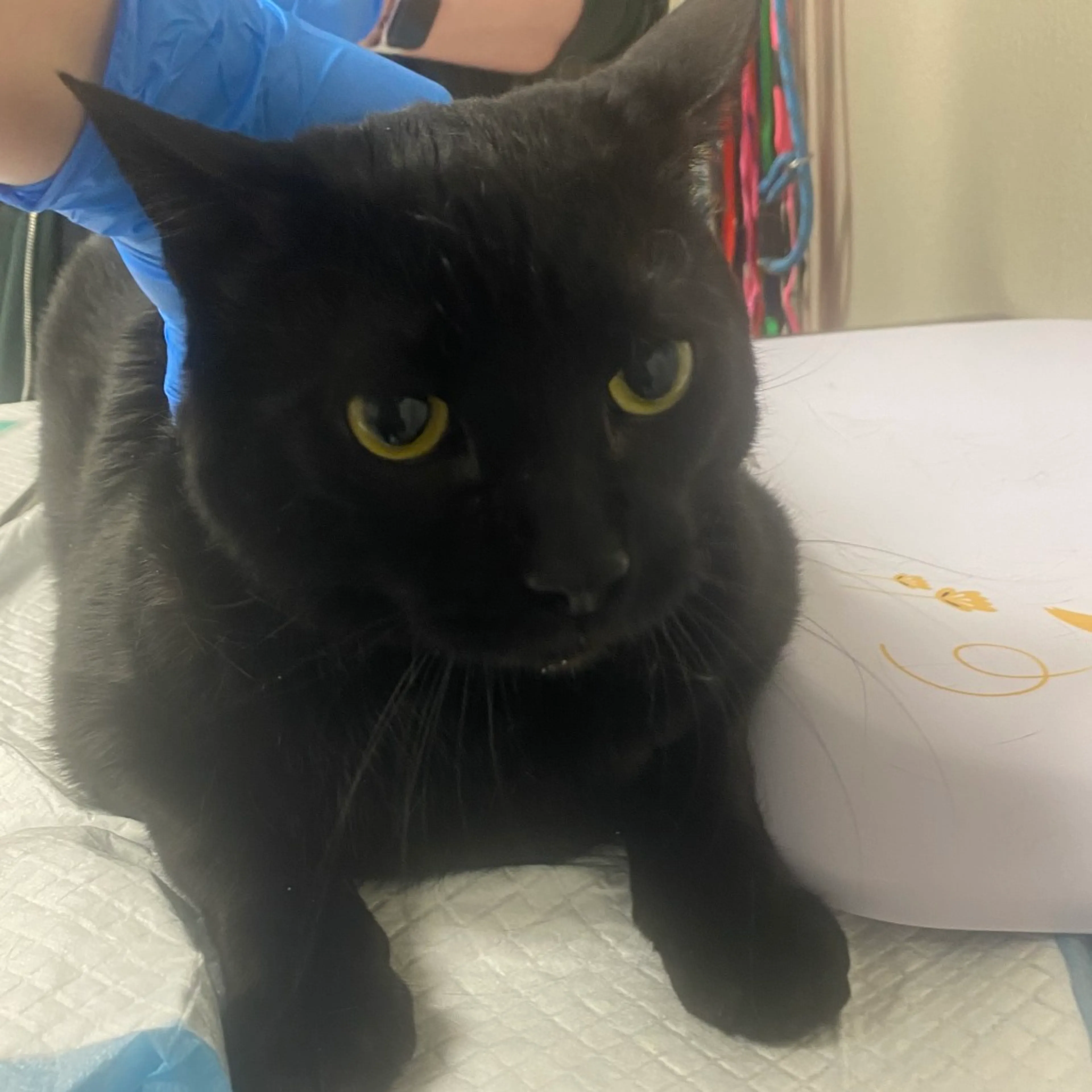 Found pet-1