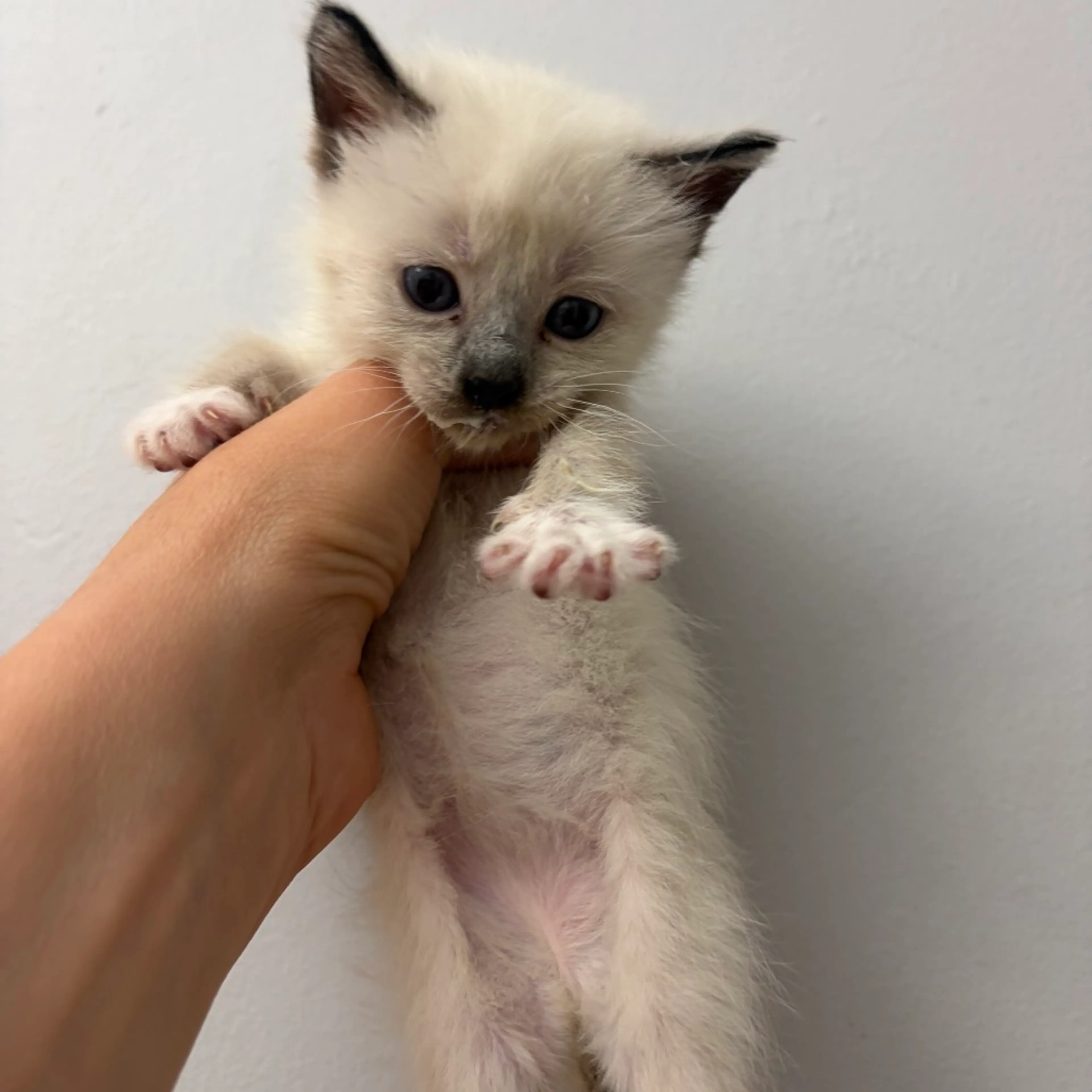Found pet-1