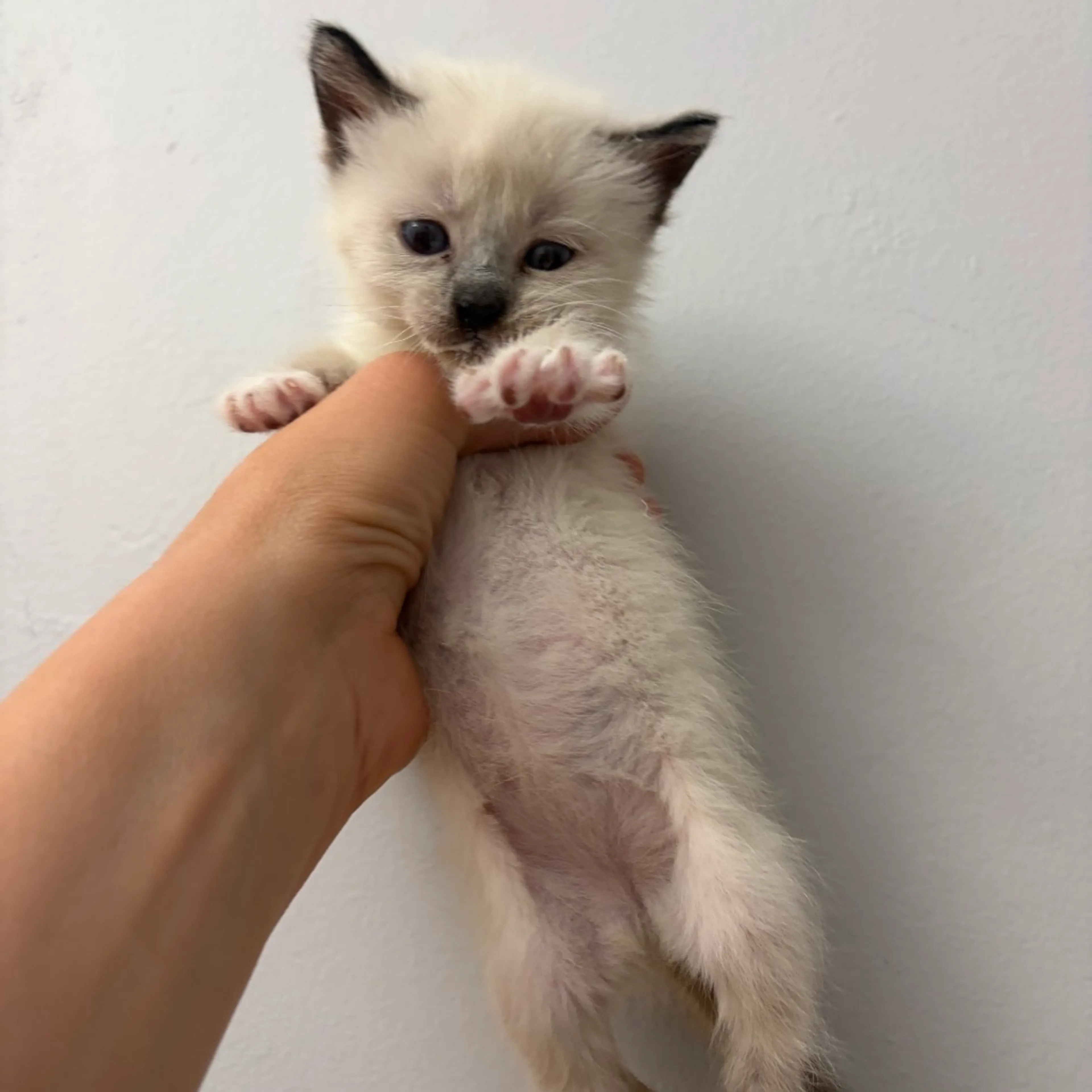 Found pet-0