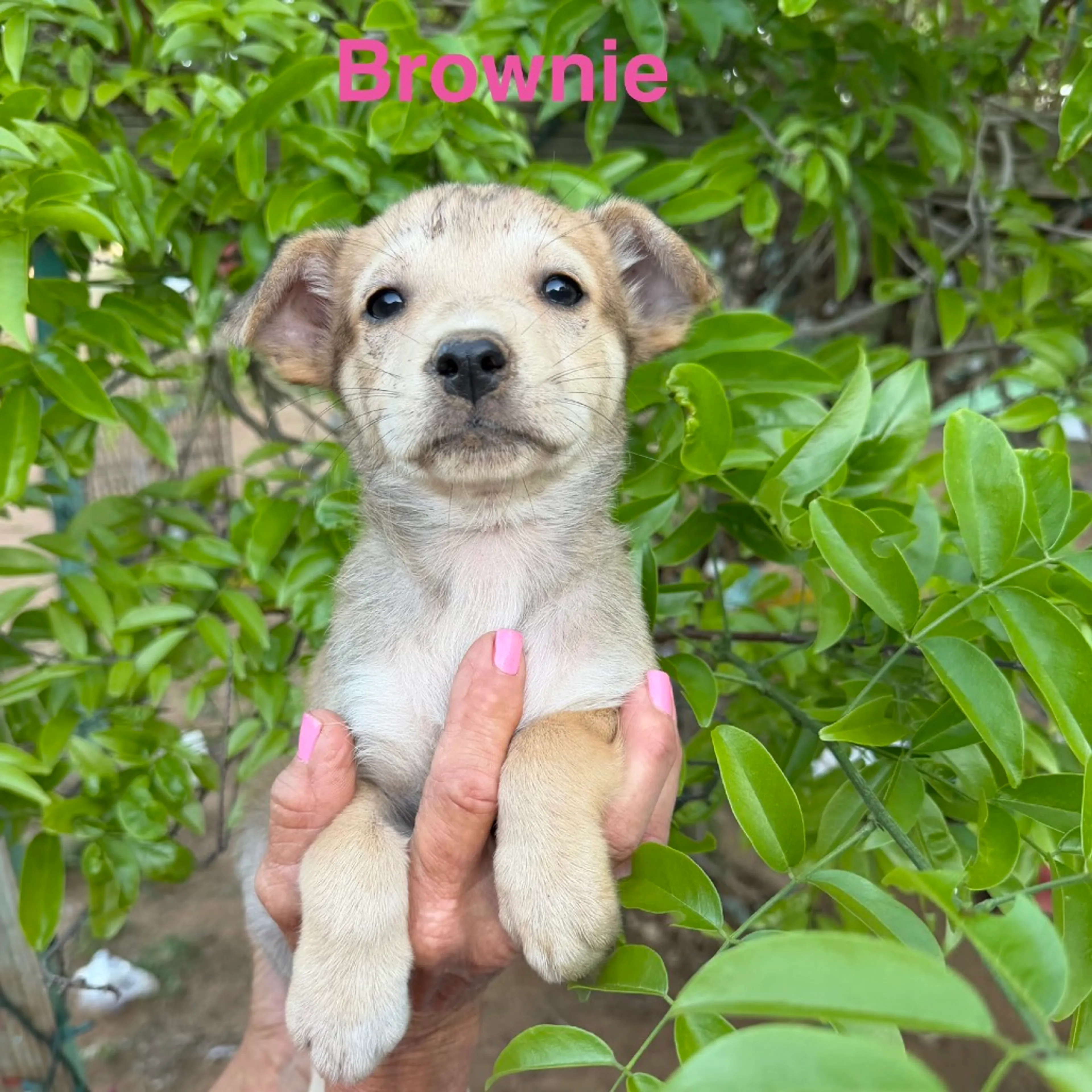 Found pet