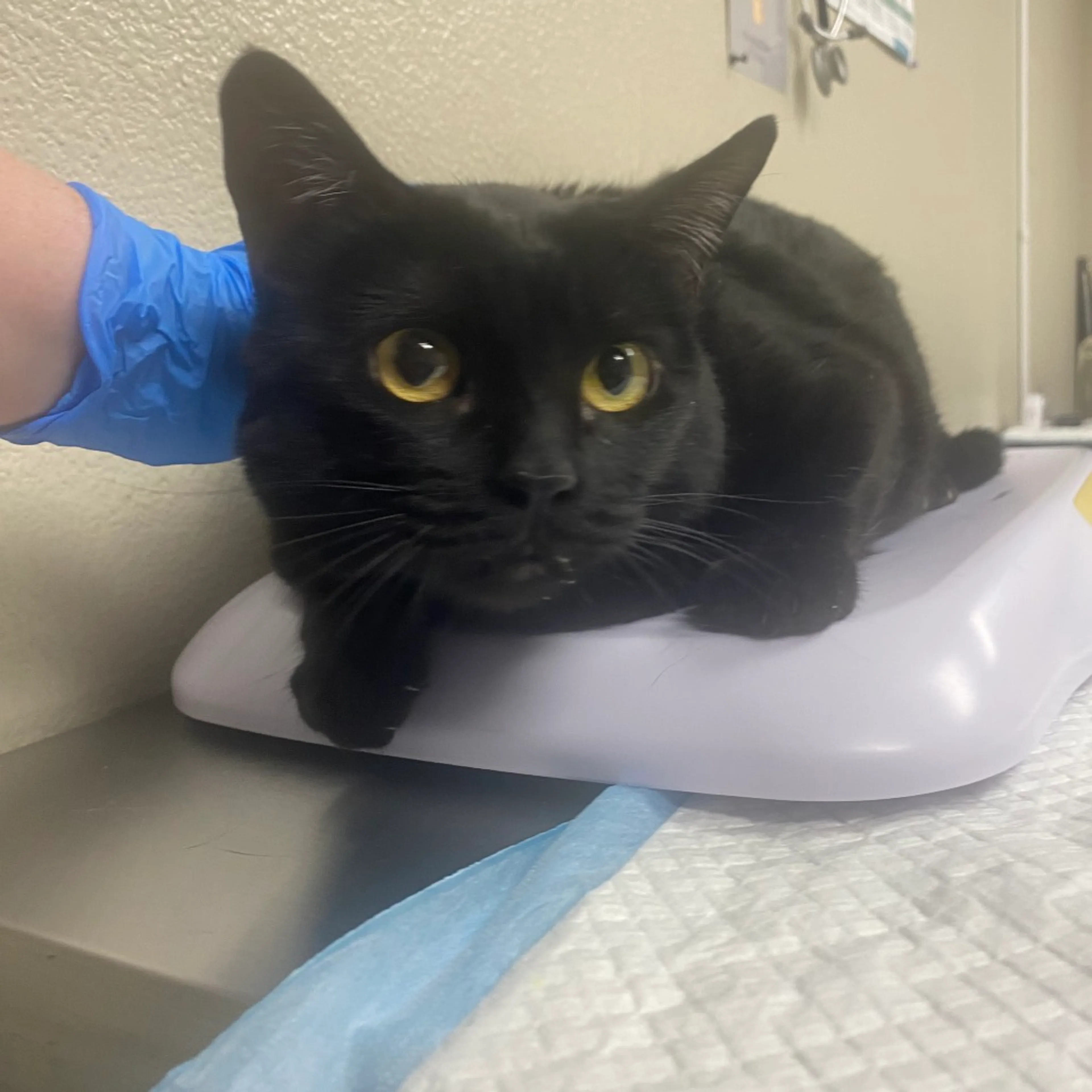 Found pet-1