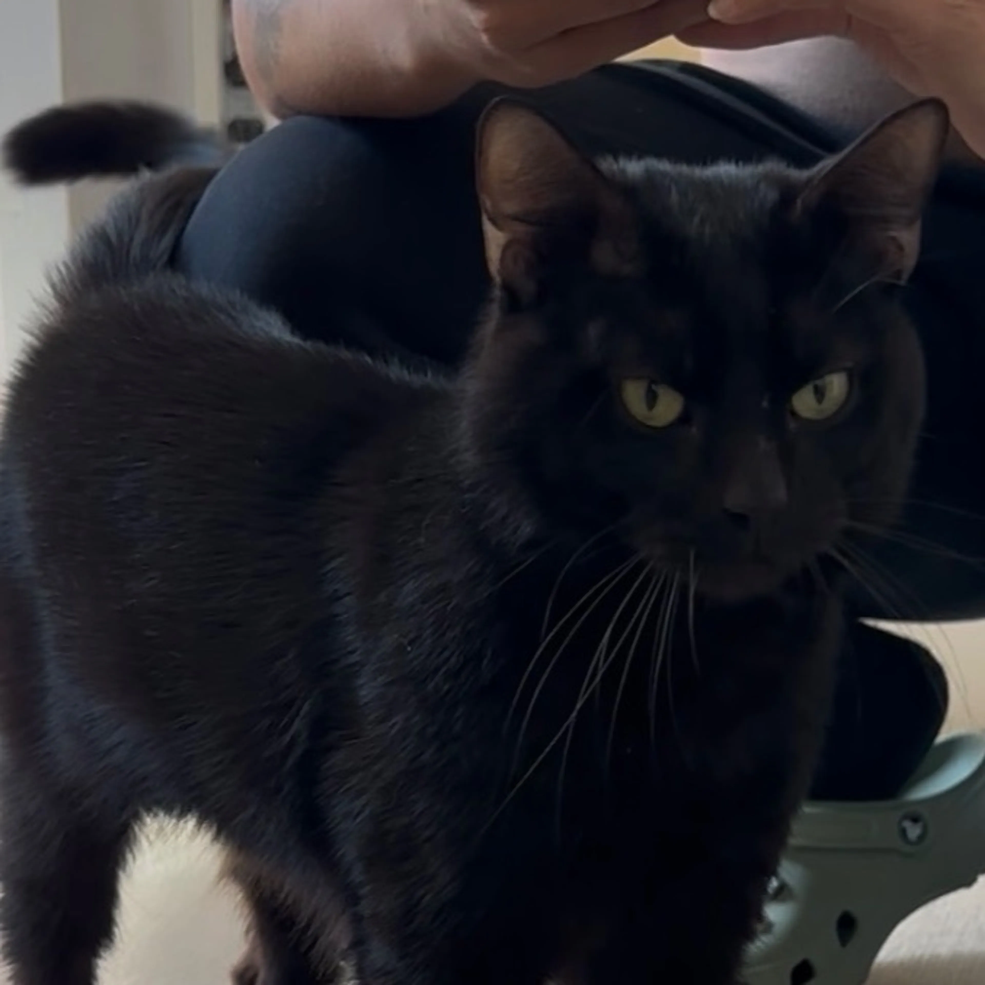Found pet