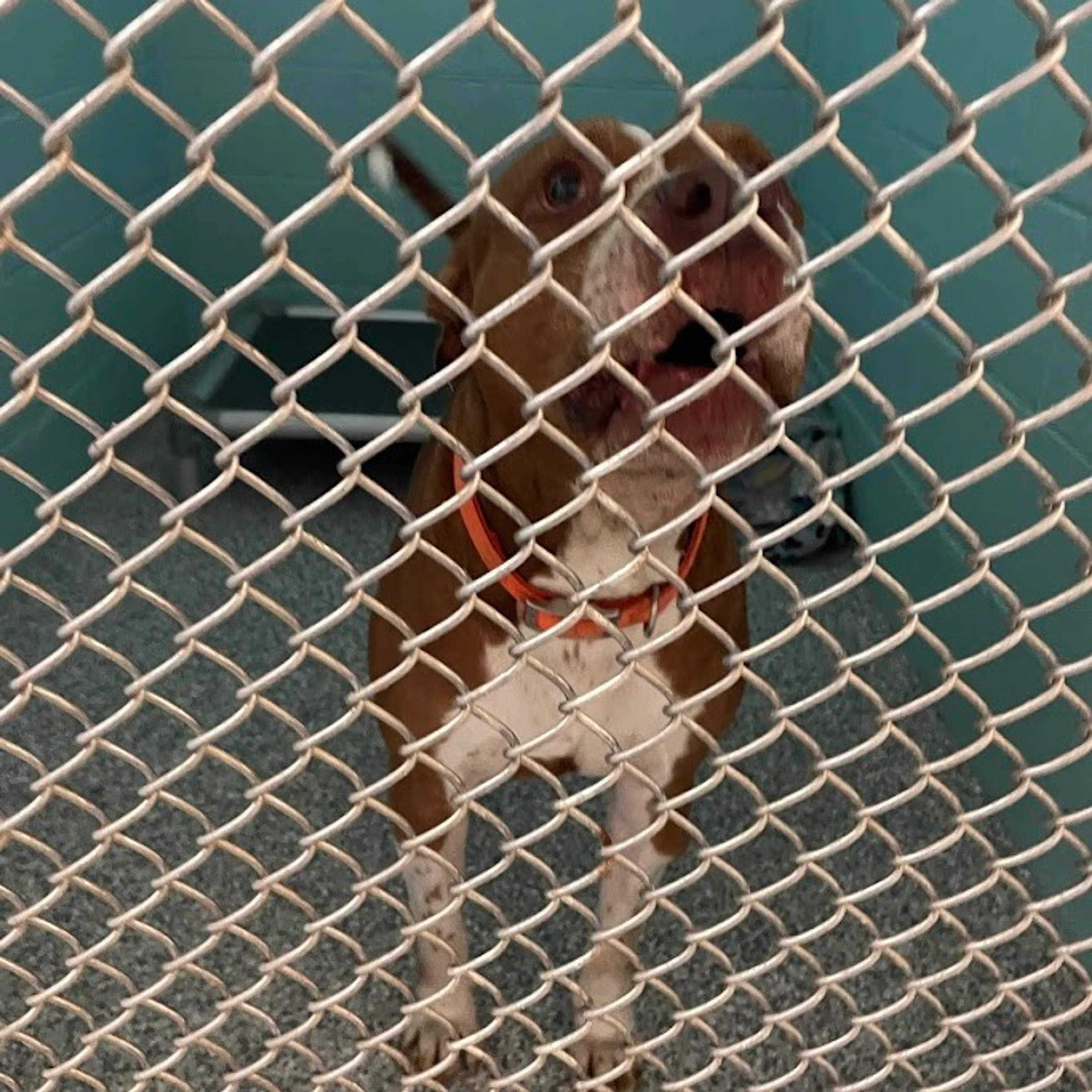 Found pet