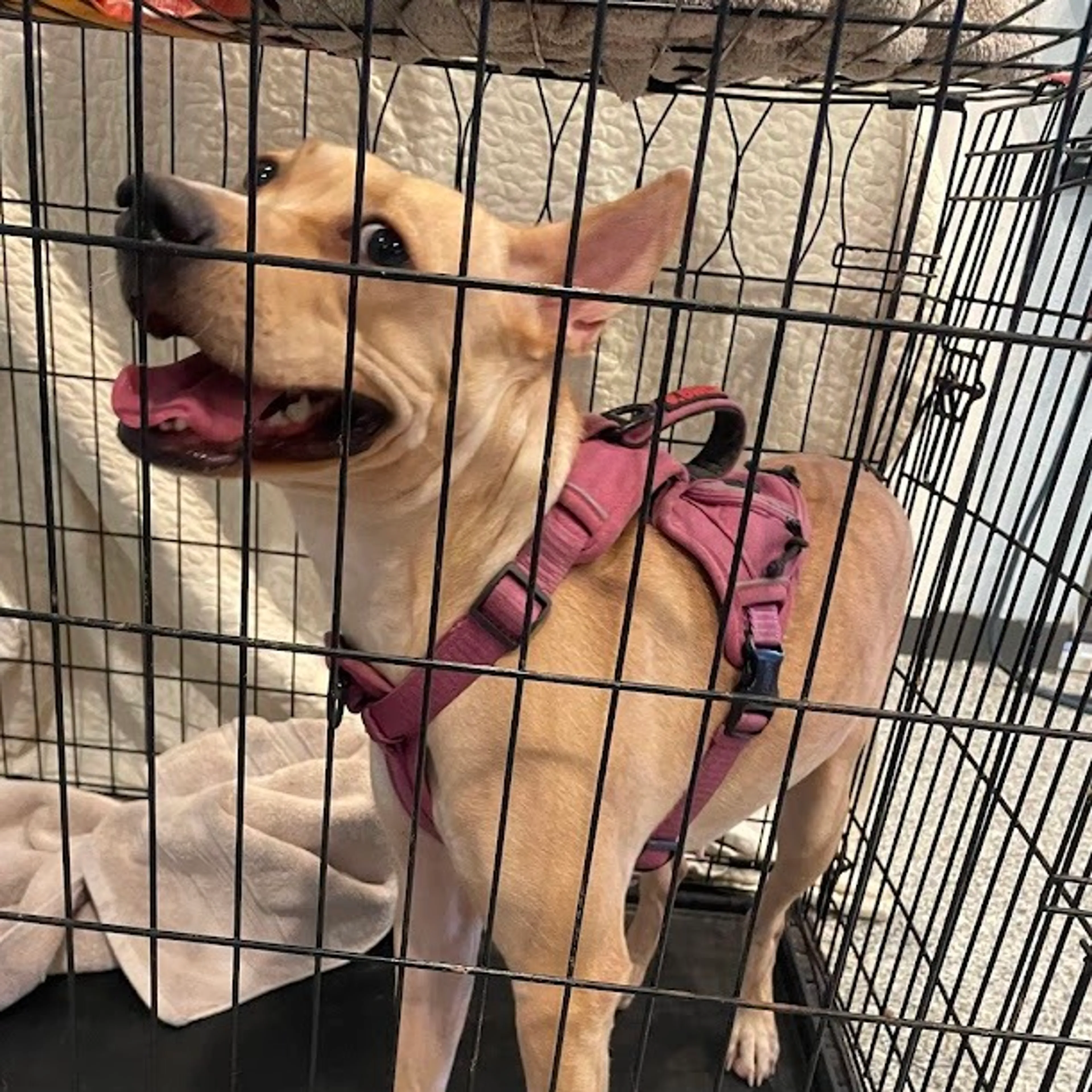 Found pet