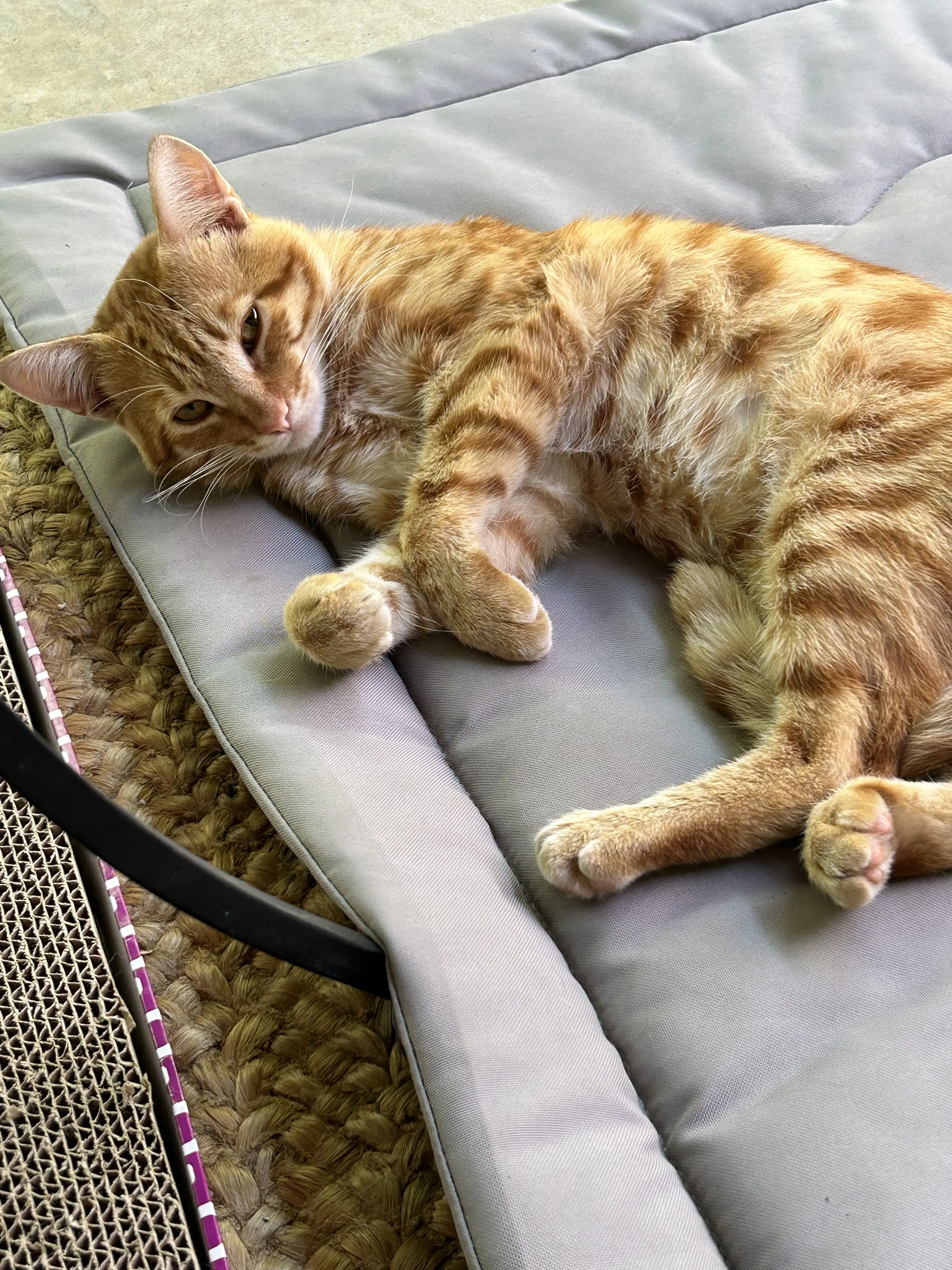 Lost pet-2