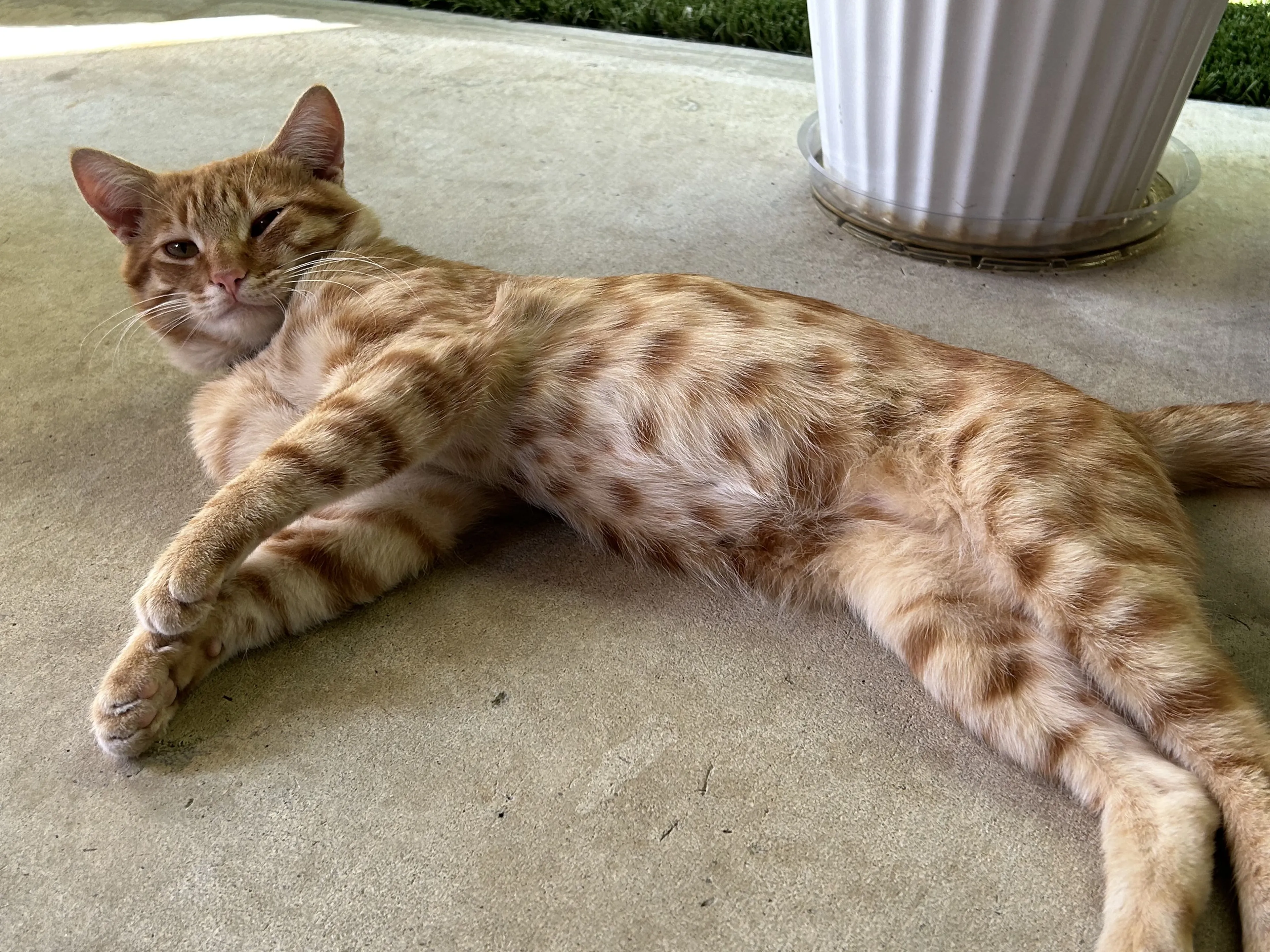 Lost pet-1