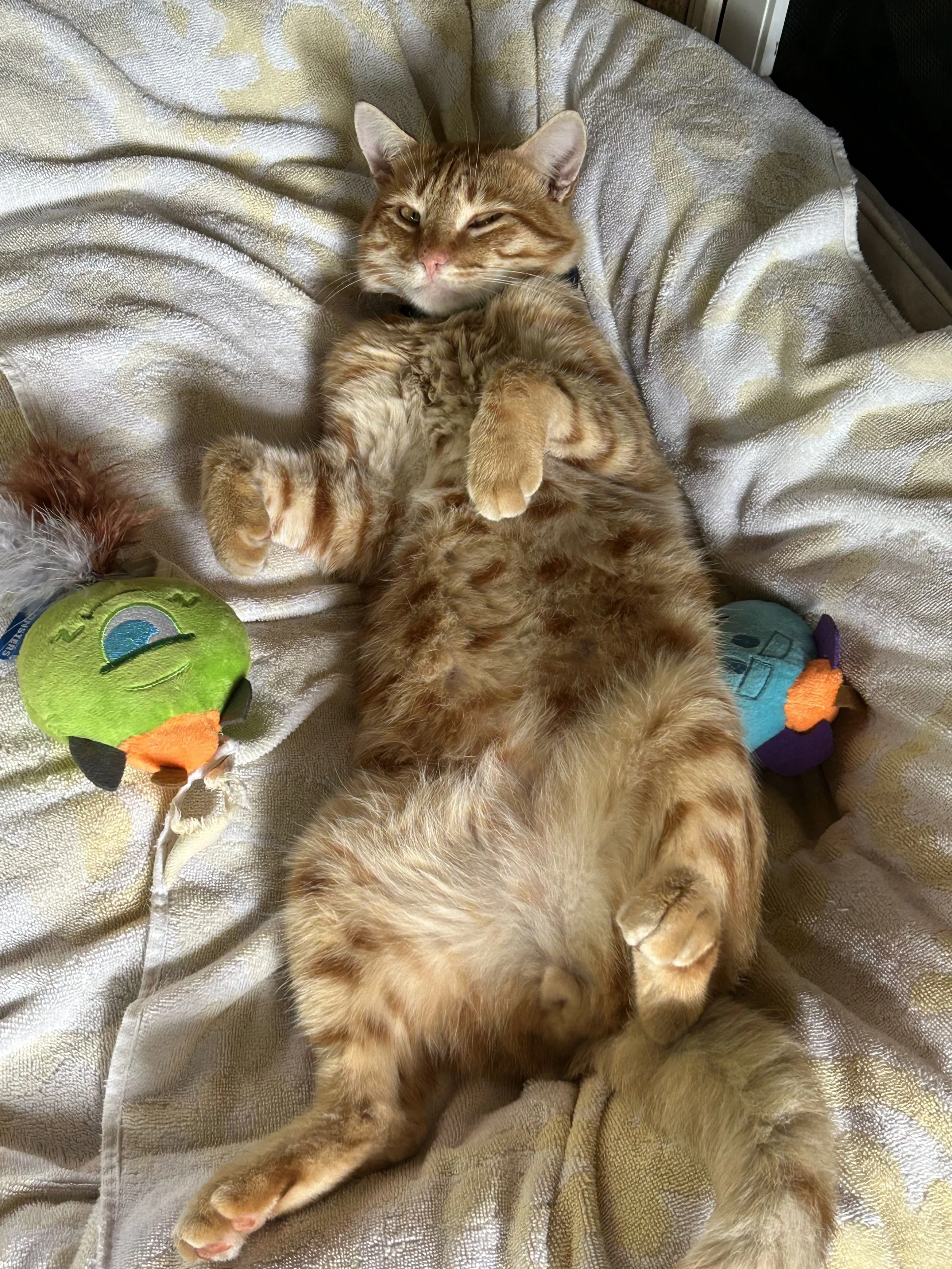 Lost pet-0