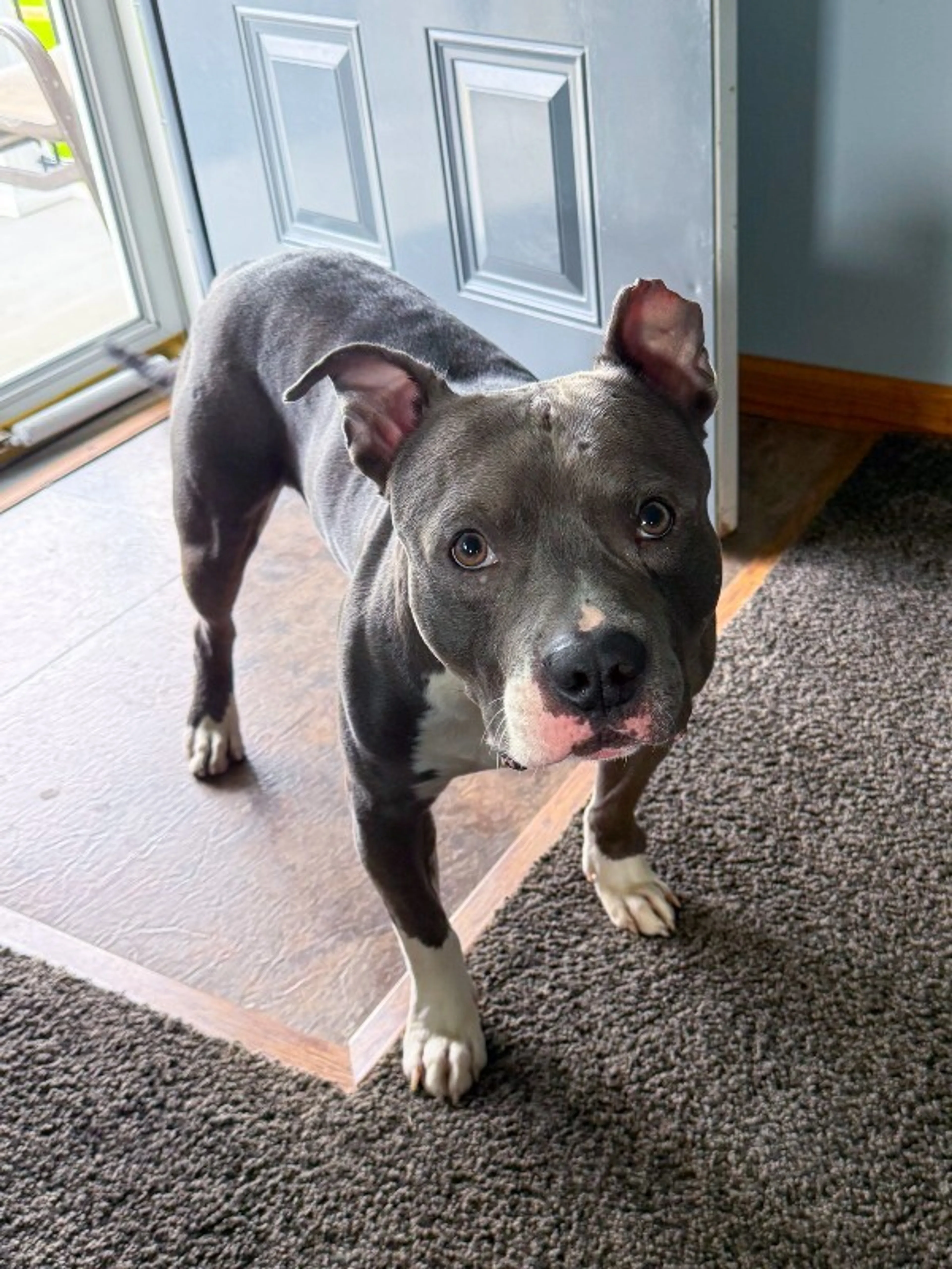 Found pet-0