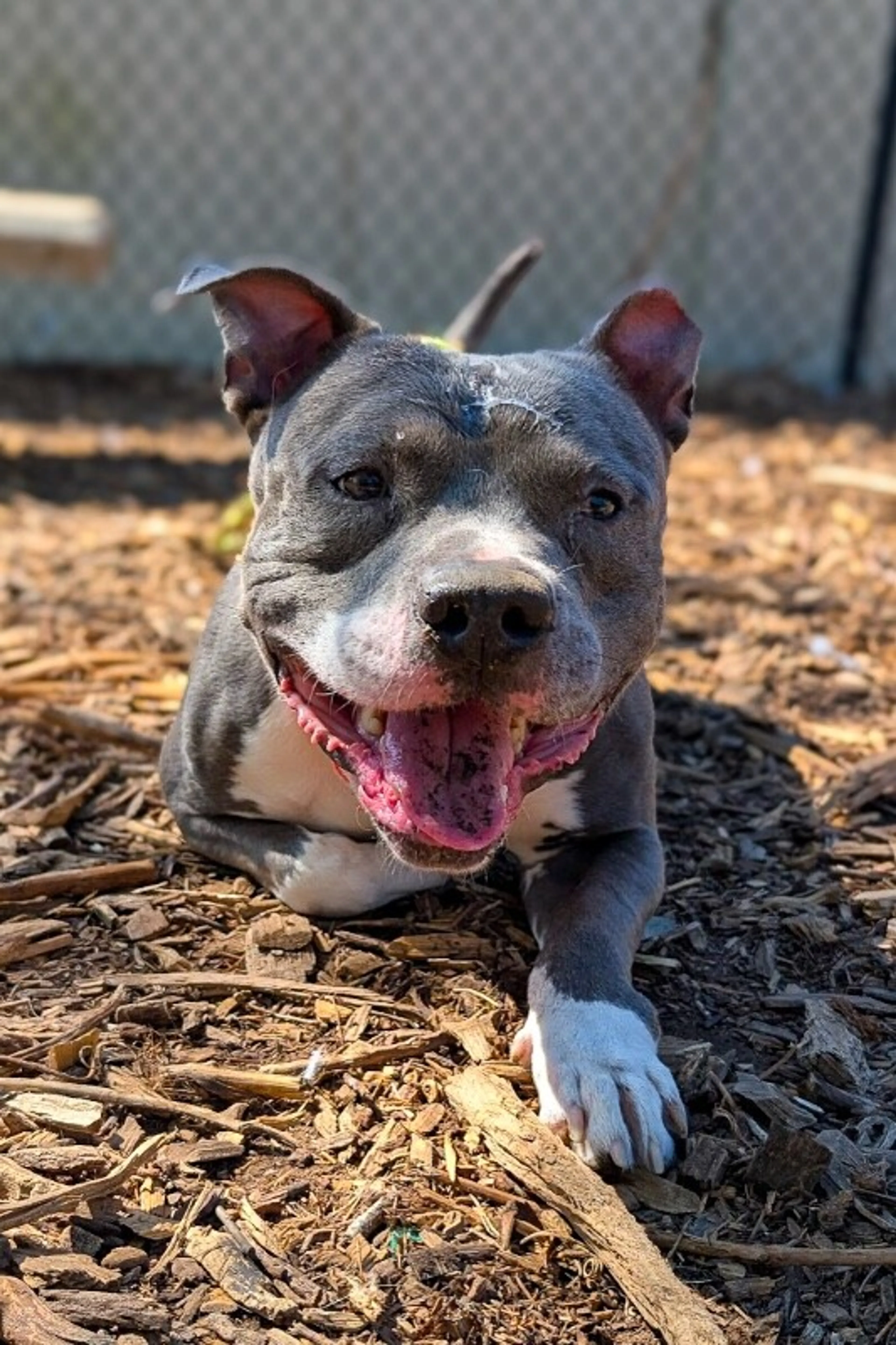 Found pet-1
