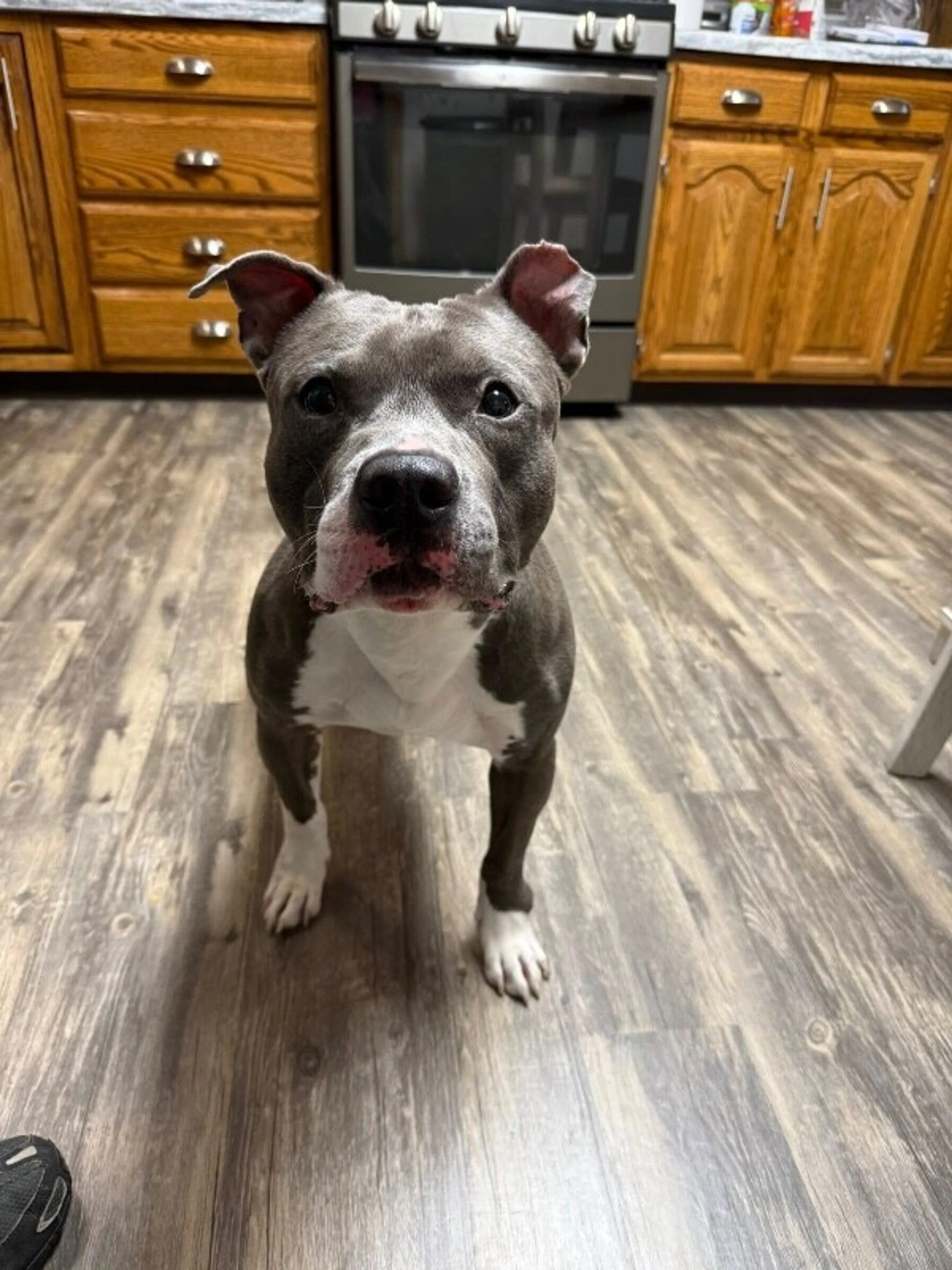 Found pet-9